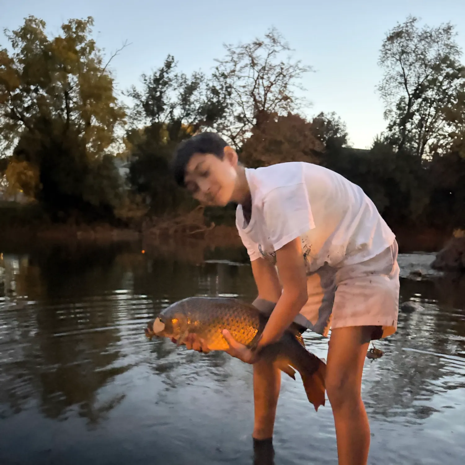 Koi carp caught on Fishbrain