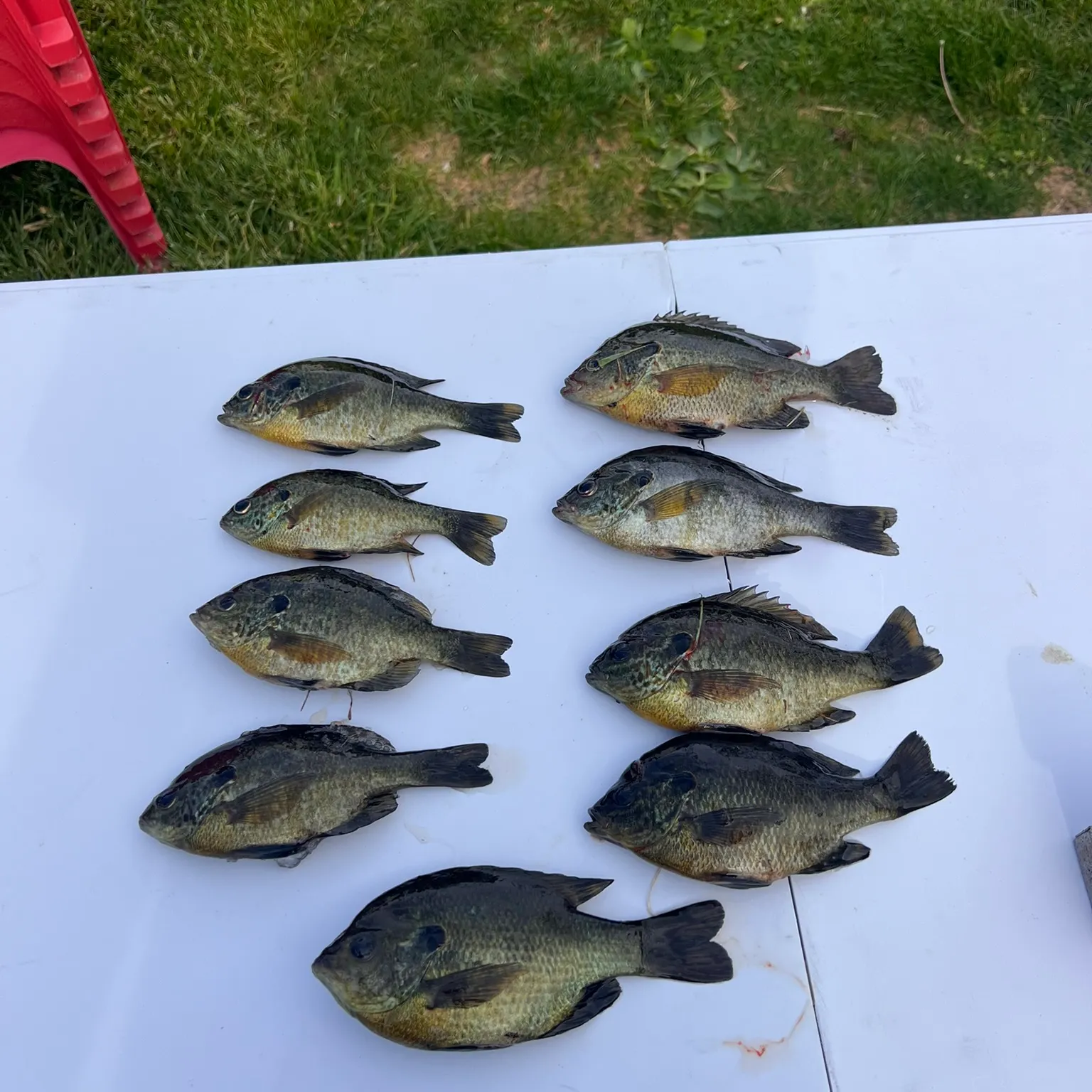 recently logged catches