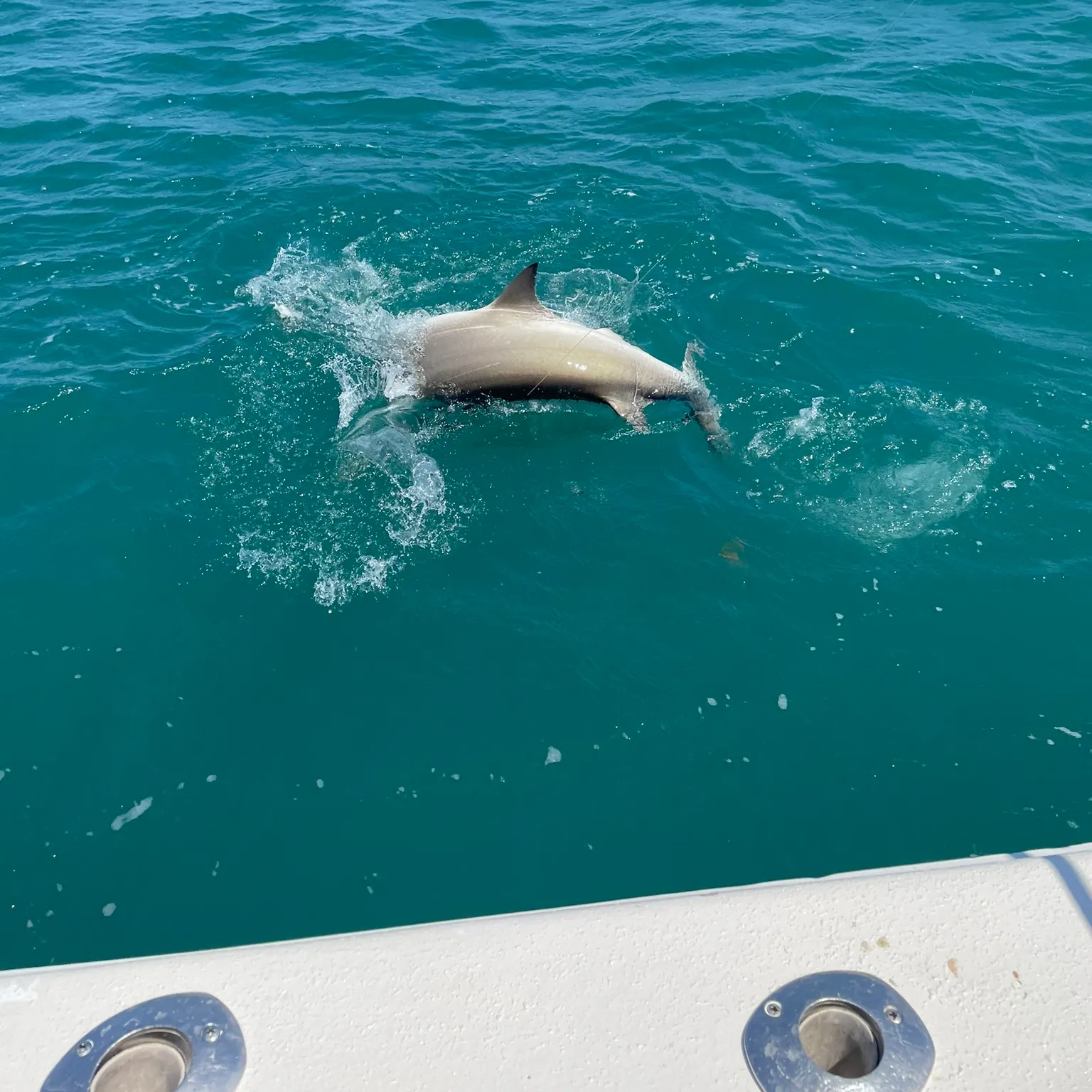 The most recent Great hammerhead shark catches on Fishbrain