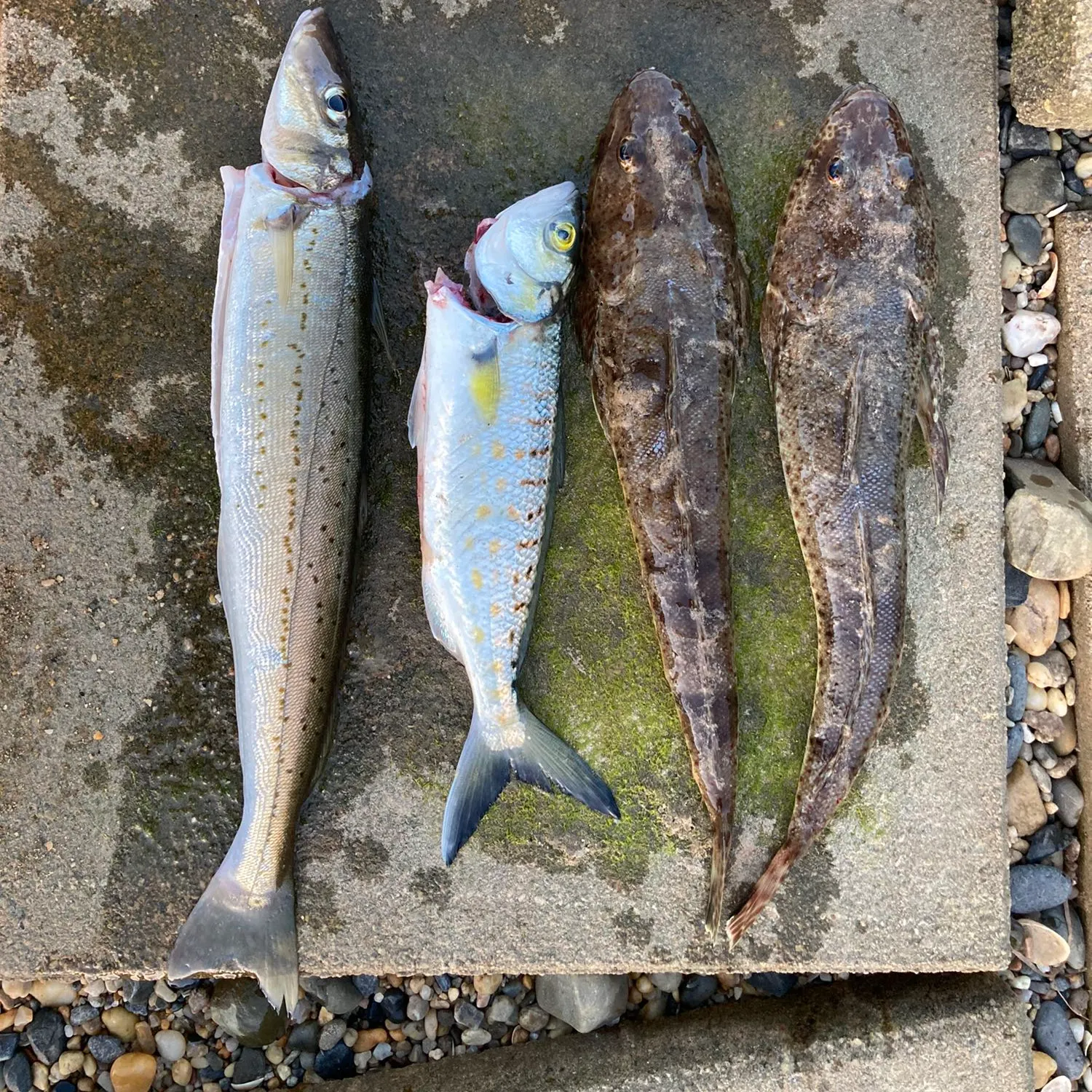 recently logged catches