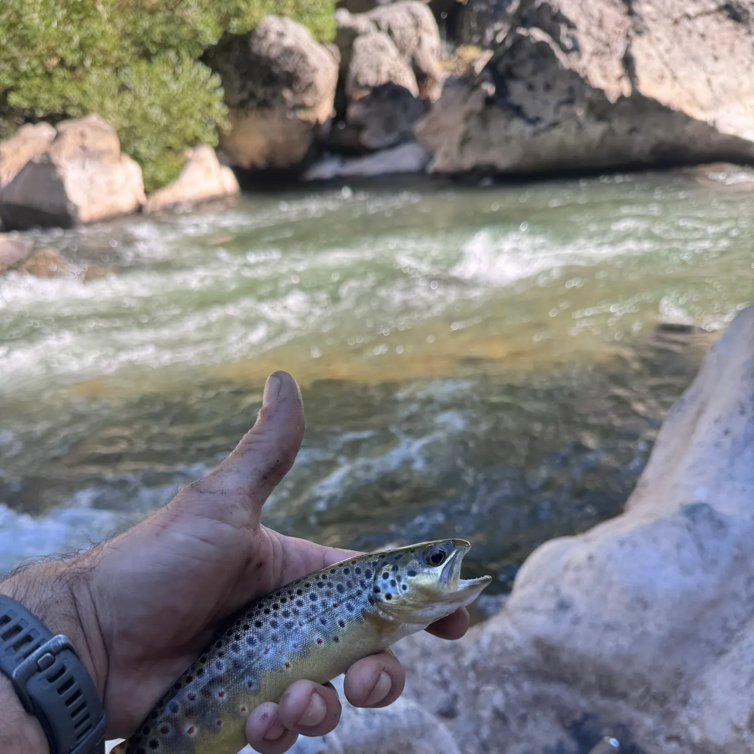 recently logged catches