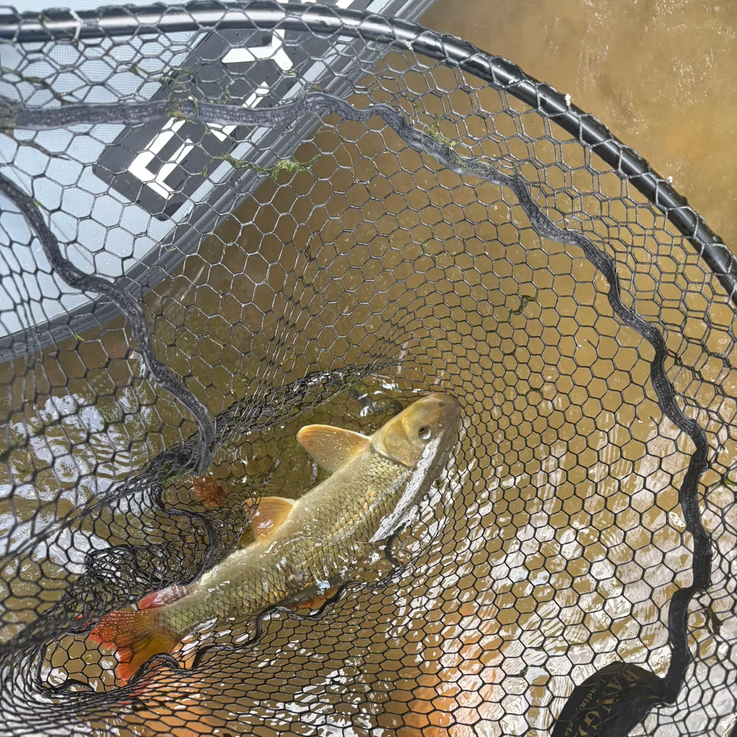The most recent Shorthead redhorse catches on Fishbrain