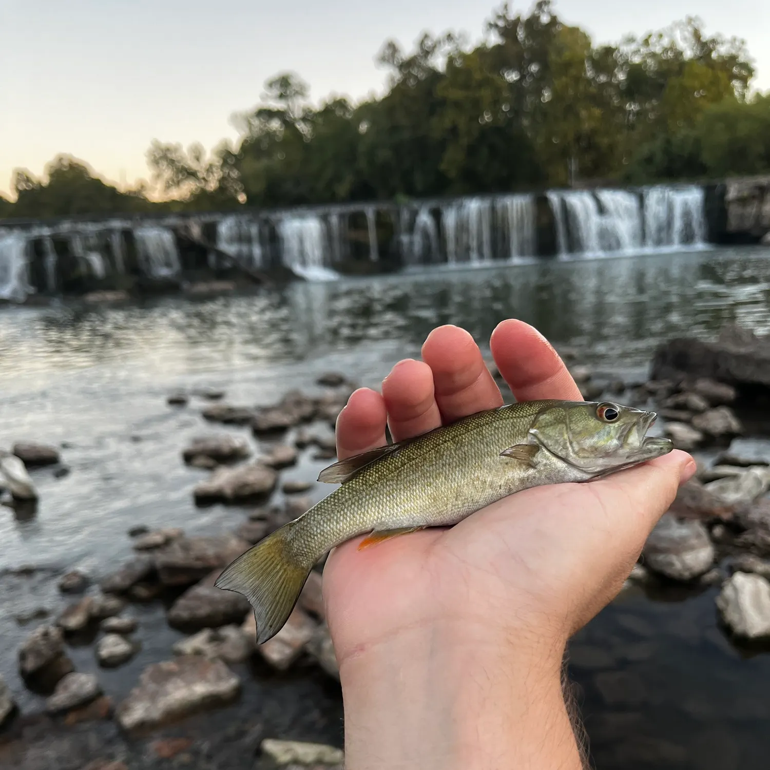 Smallmouth bass caught on Fishbrain