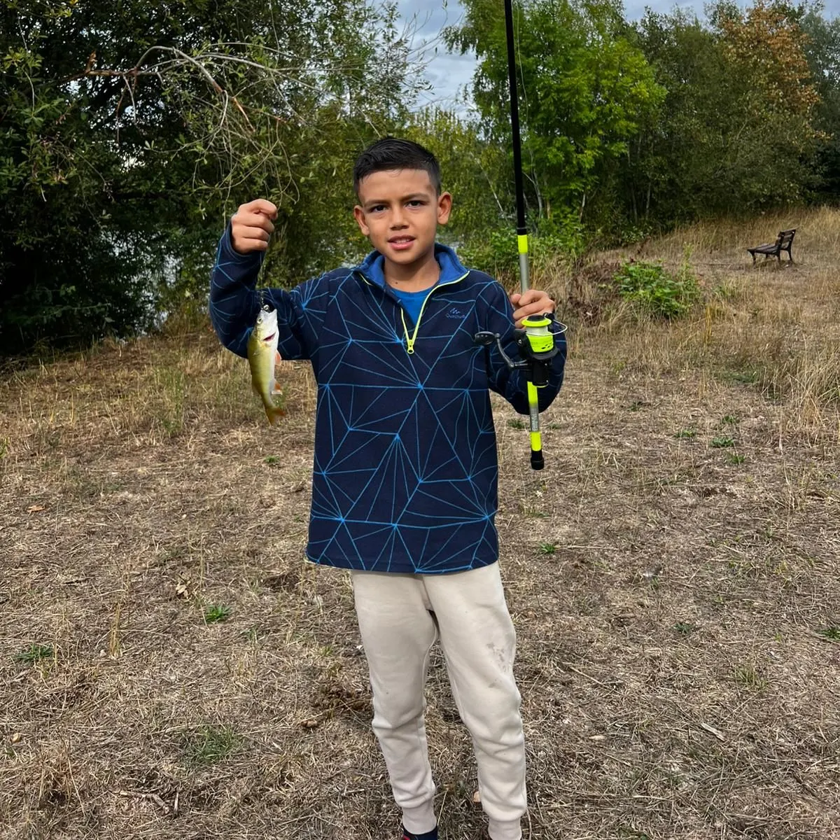 European perch caught on Fishbrain