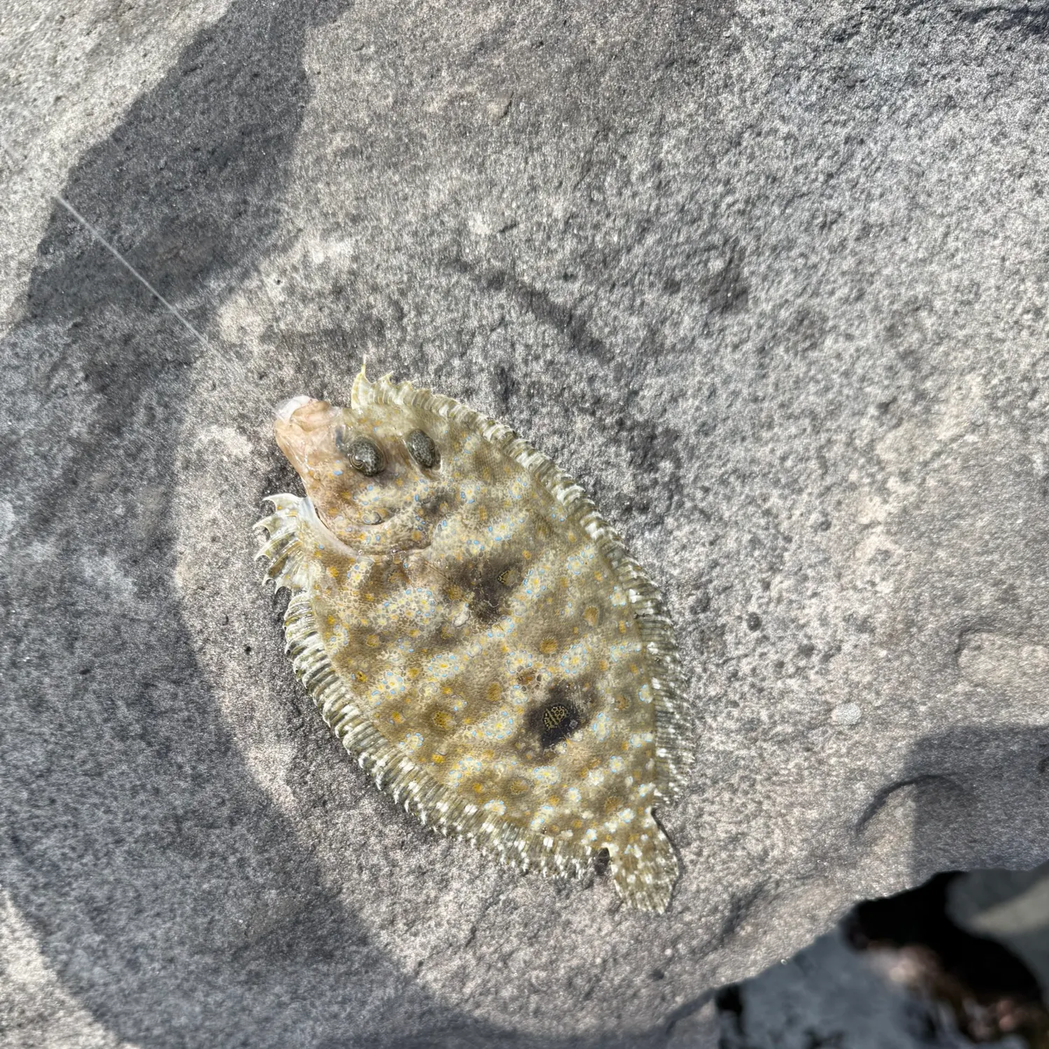 The most recent Leopard flounder catches on Fishbrain