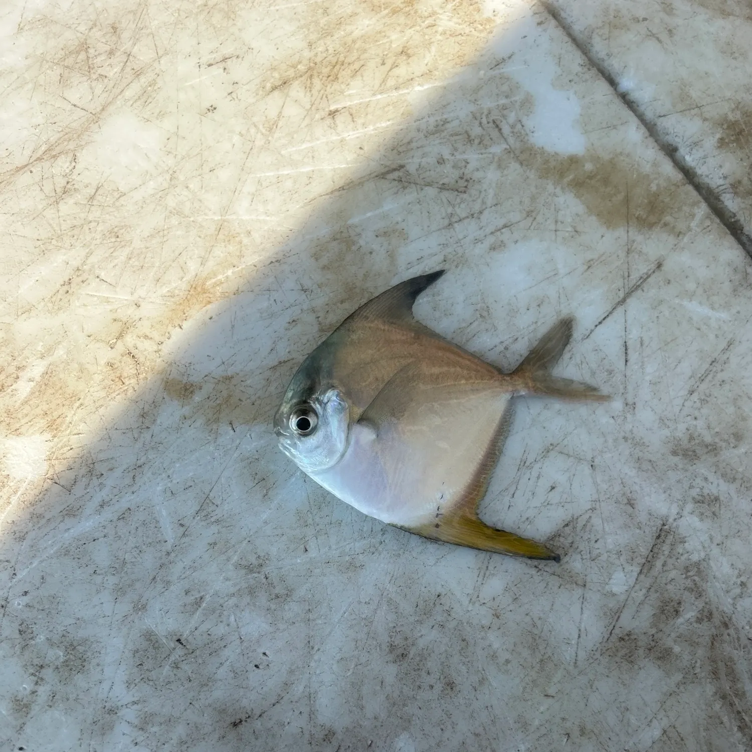 The most recent Palometa catches on Fishbrain