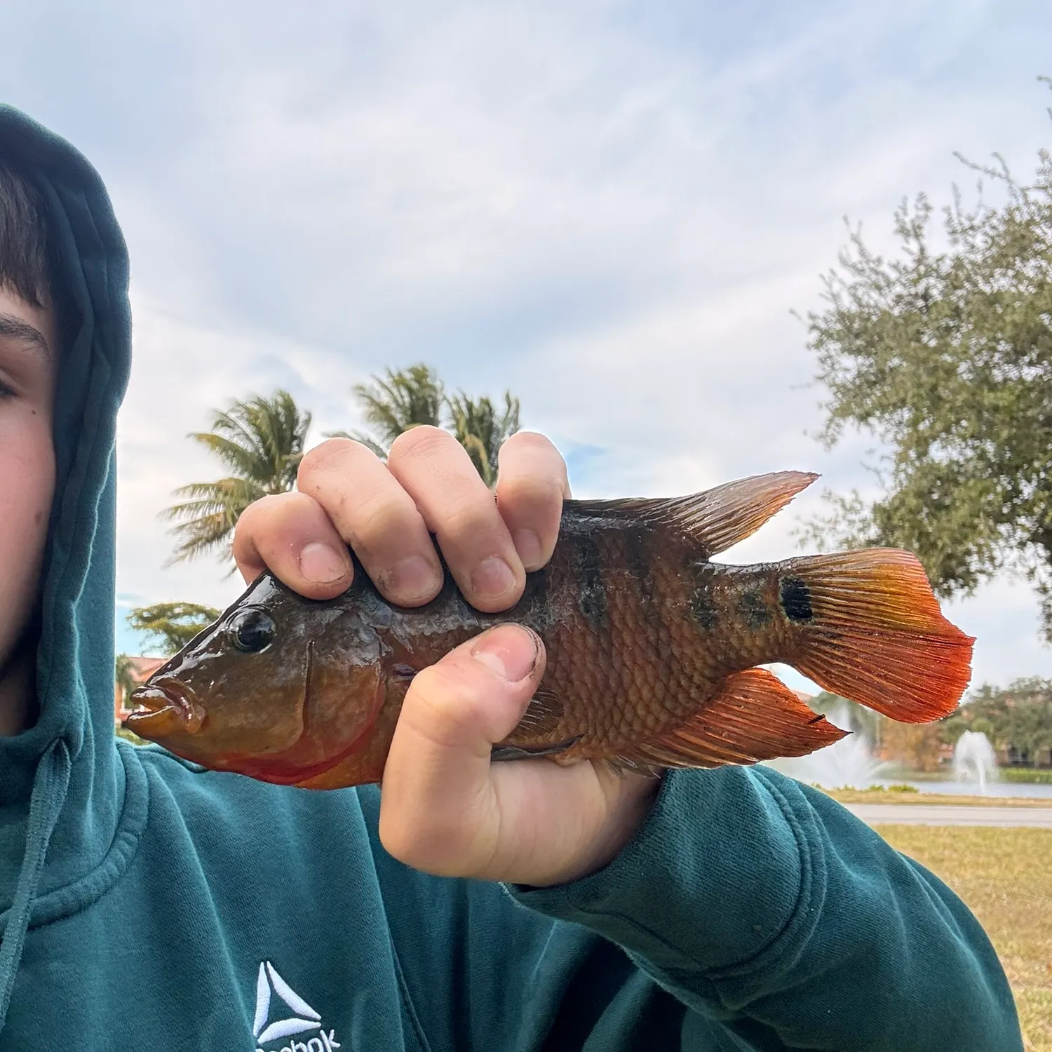 The most recent Mayan cichlid catches on Fishbrain