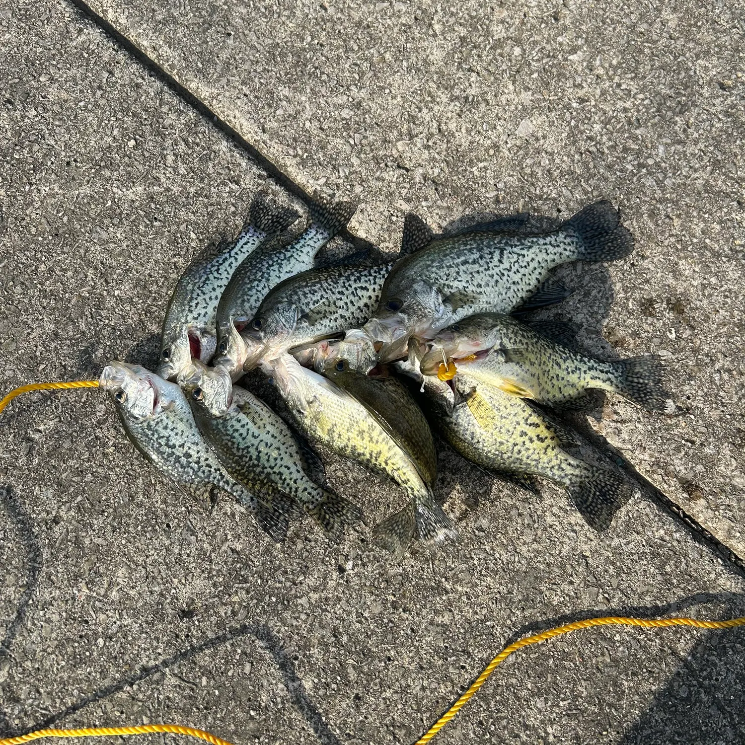 recently logged catches