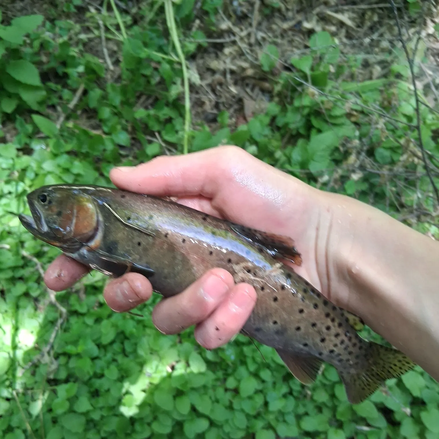 Bonneville cutthroat trout caught on Fishbrain