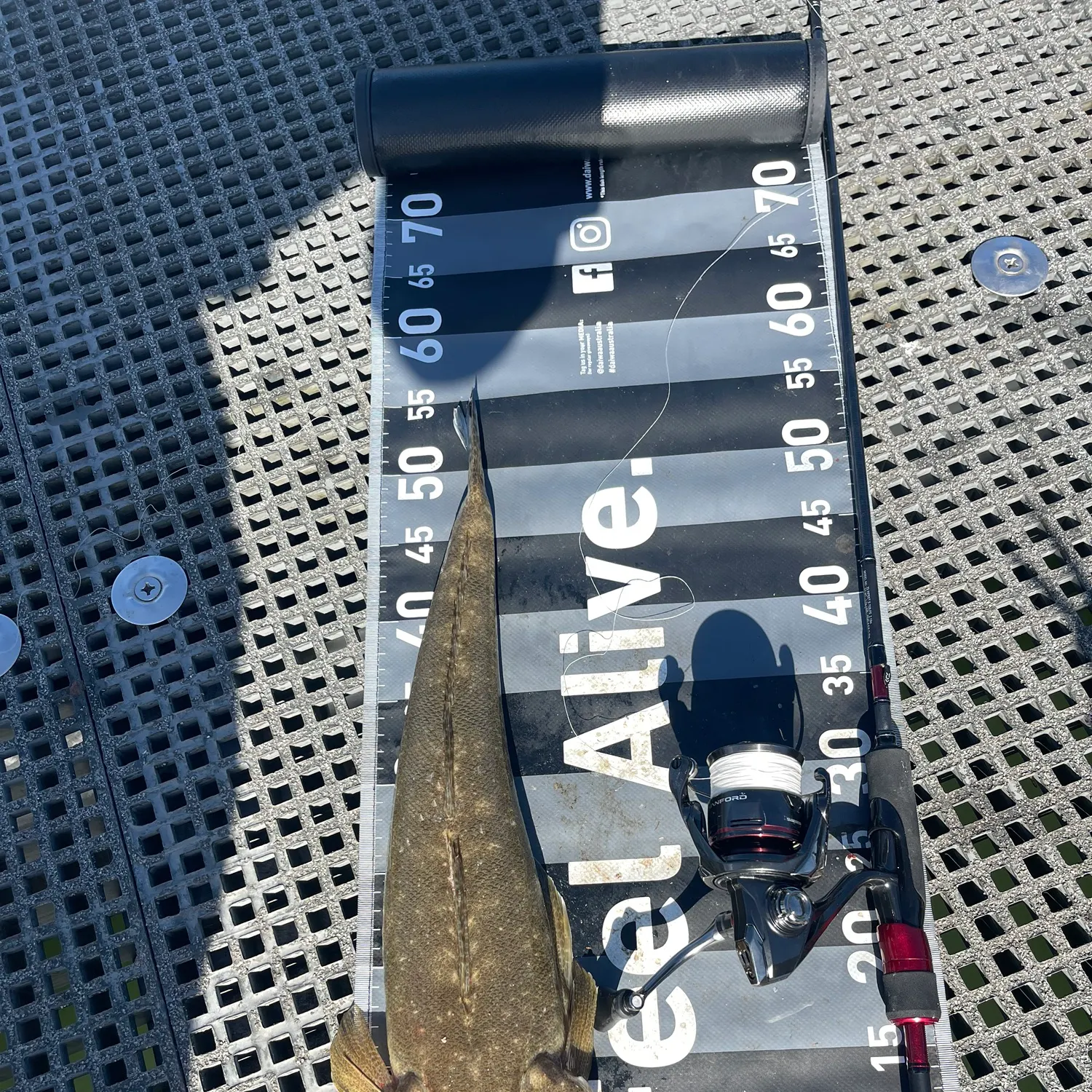 The most recent Dusky flathead catches on Fishbrain