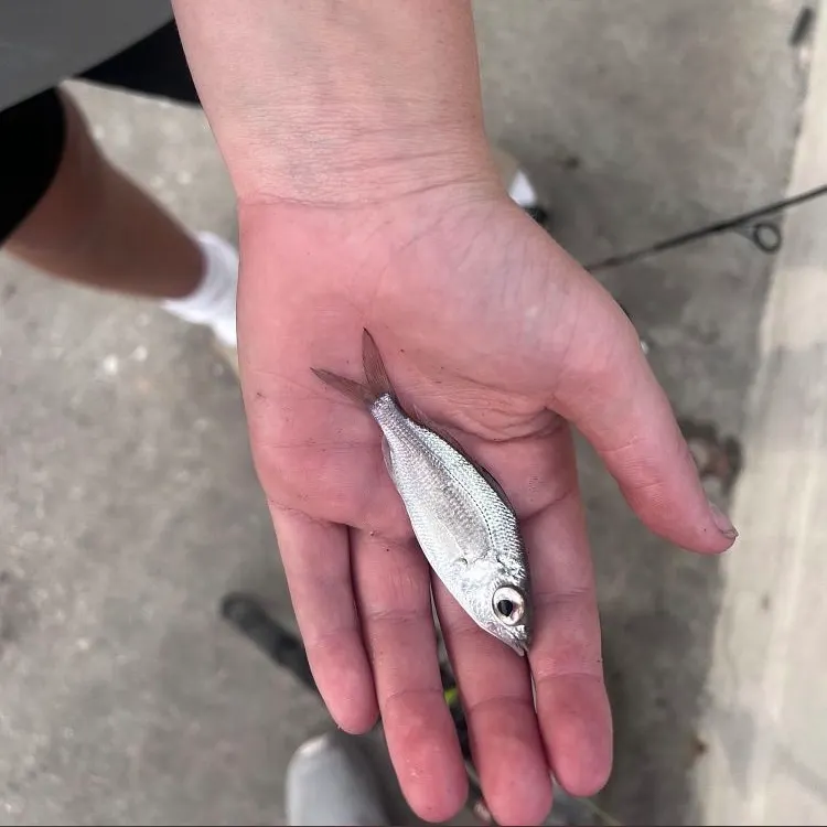 Atlantic spotfin mojarra caught on Fishbrain