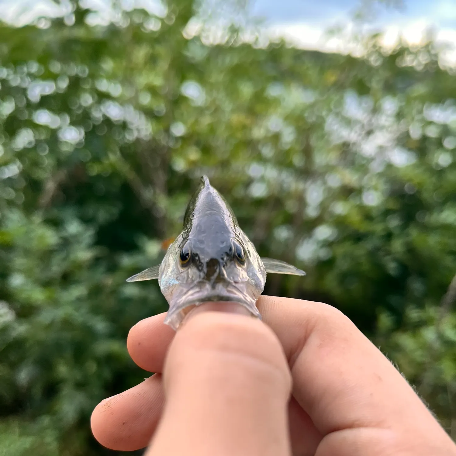 European perch caught on Fishbrain