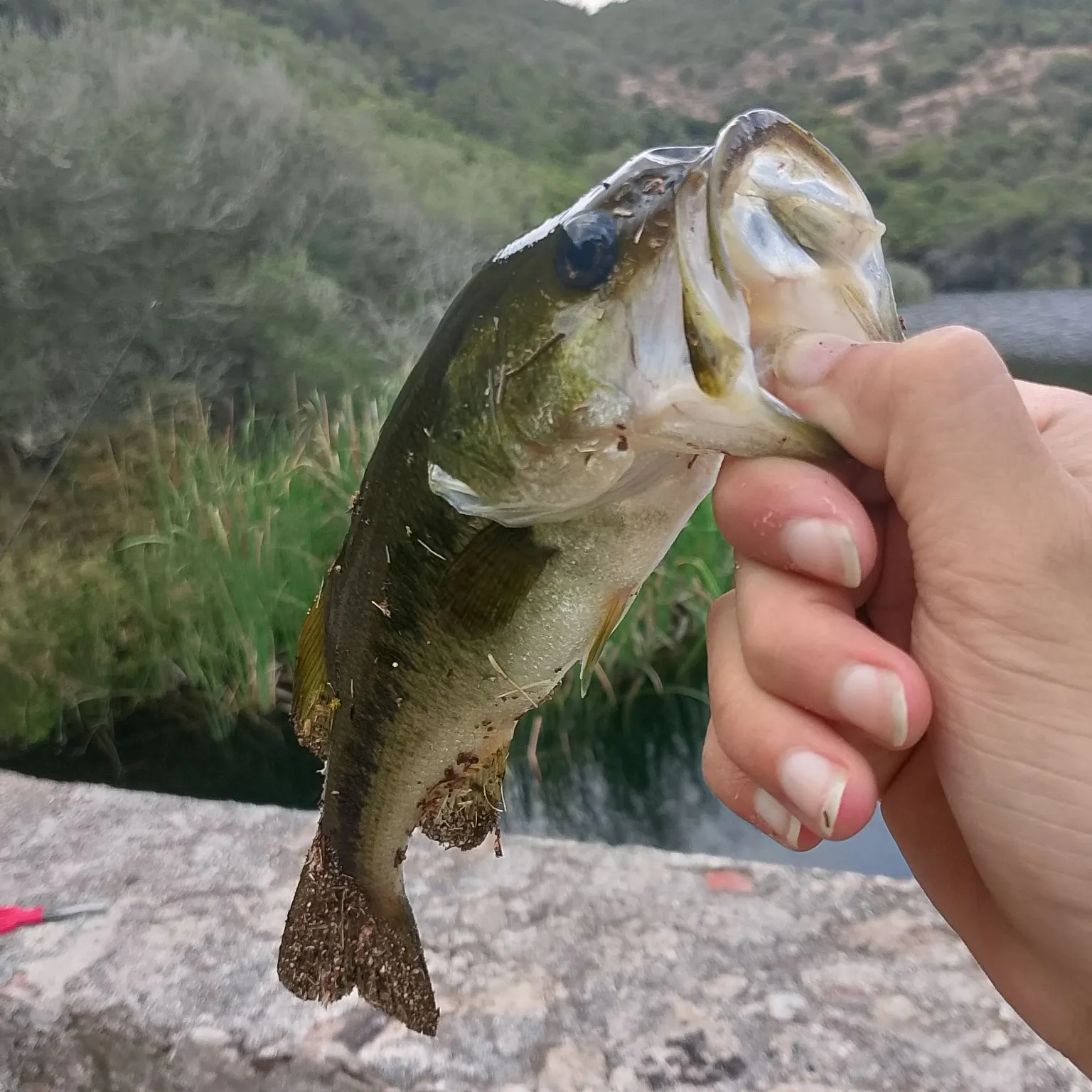 Largemouth bass caught on Fishbrain