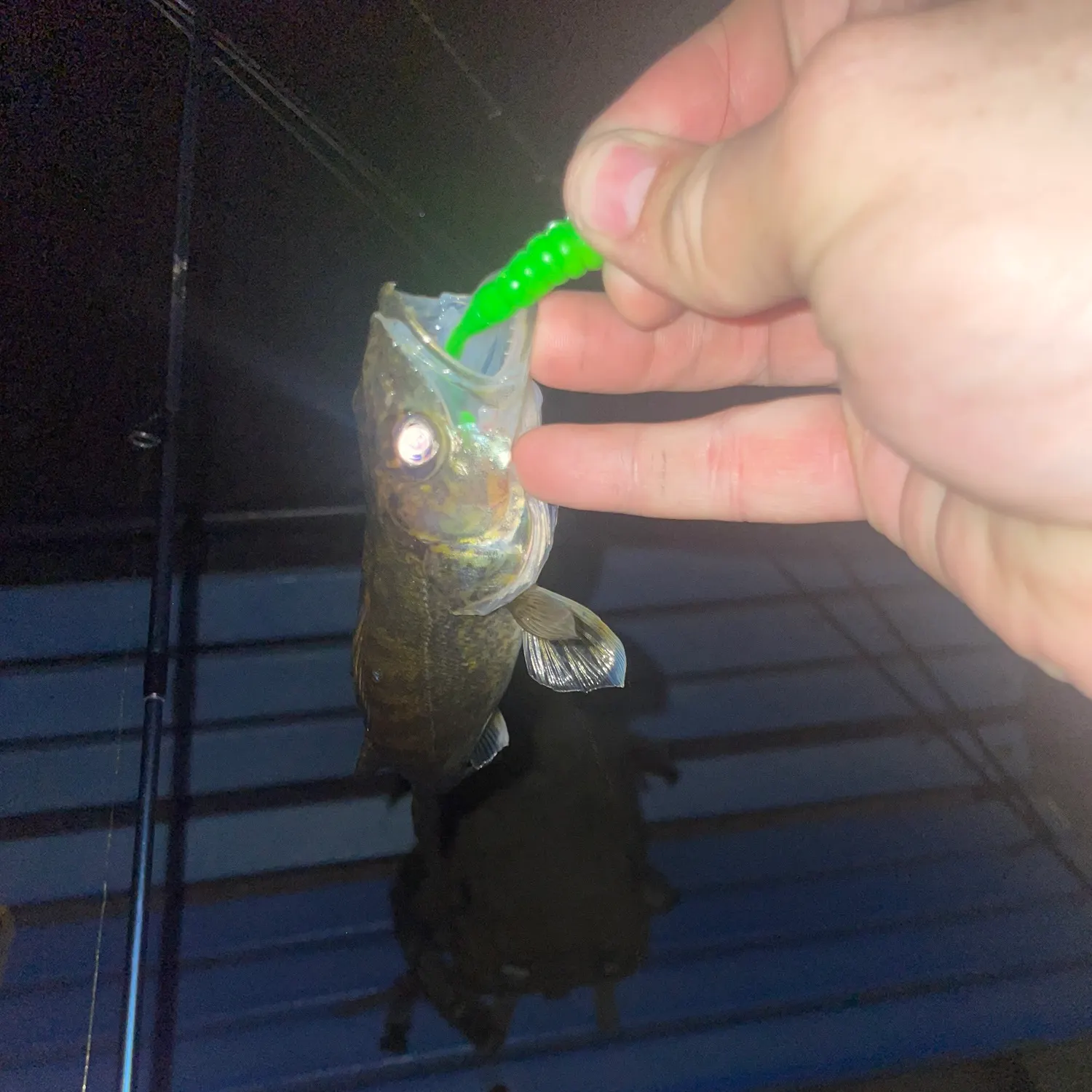 Walleye caught on Fishbrain