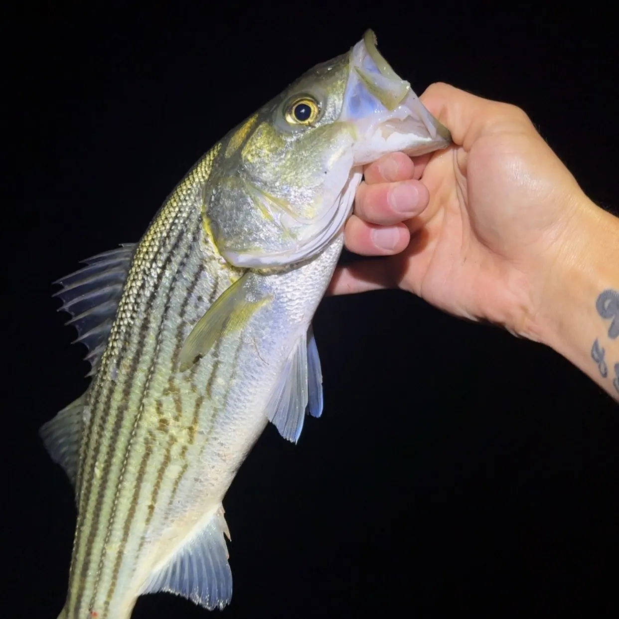 Striped bass caught on Fishbrain