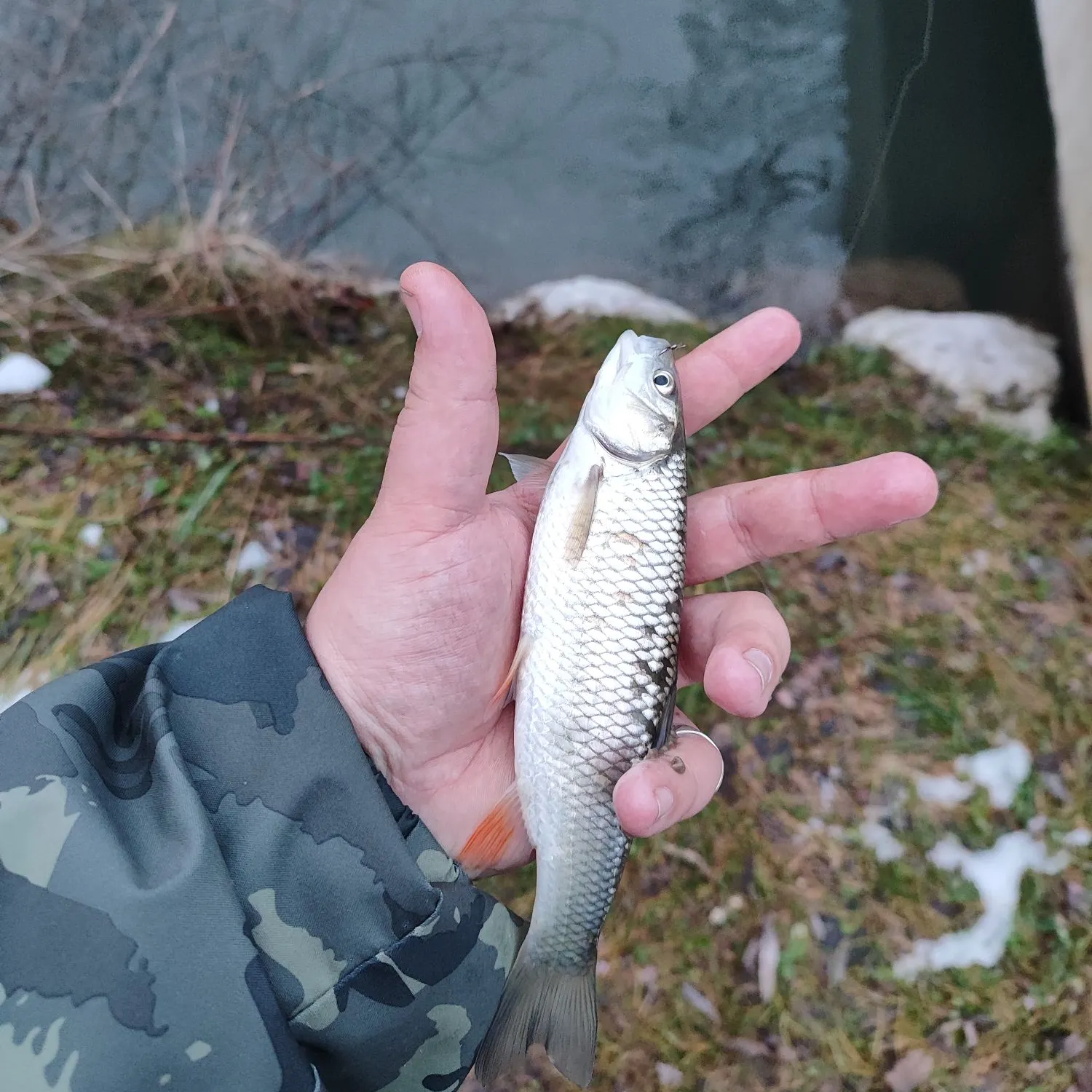 The most recent European chub catches on Fishbrain