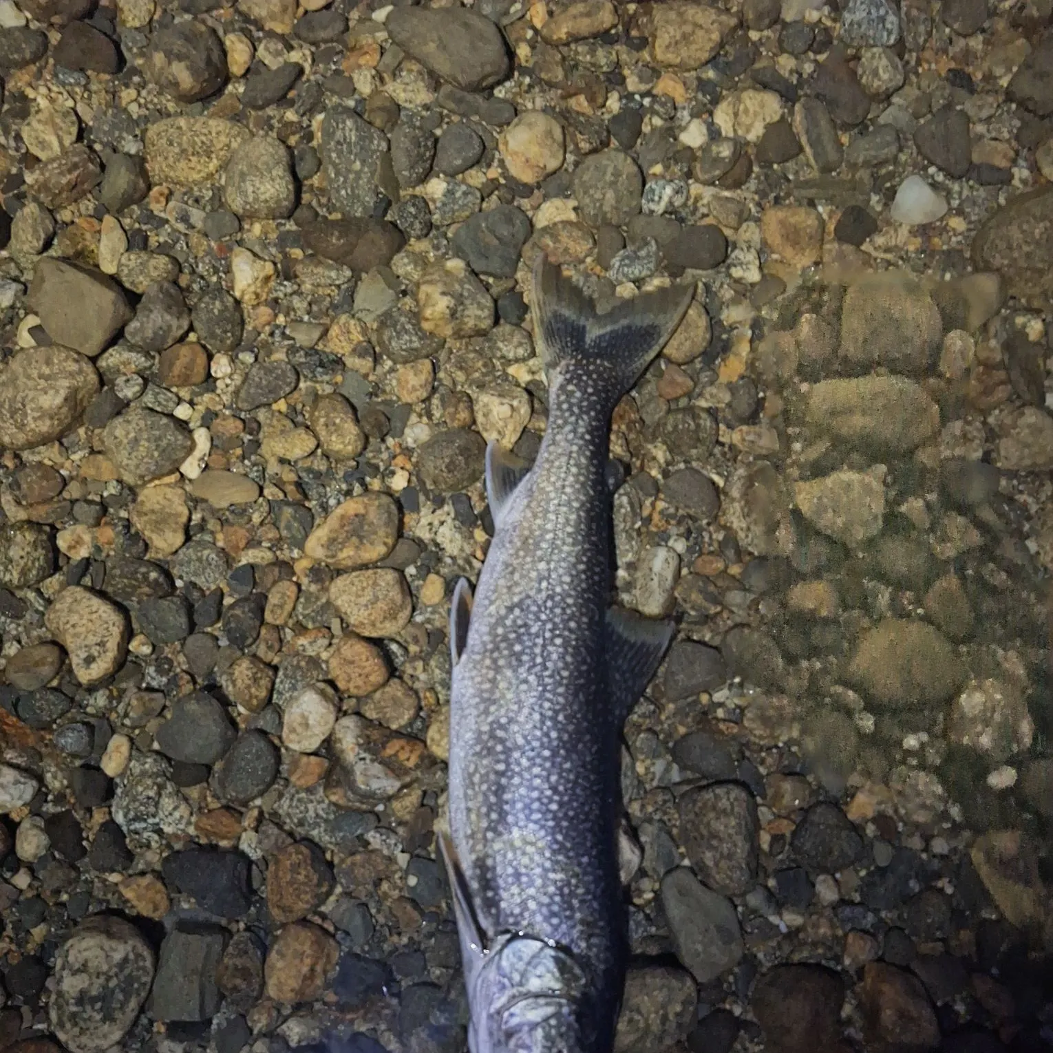 The most recent Lake char catches on Fishbrain