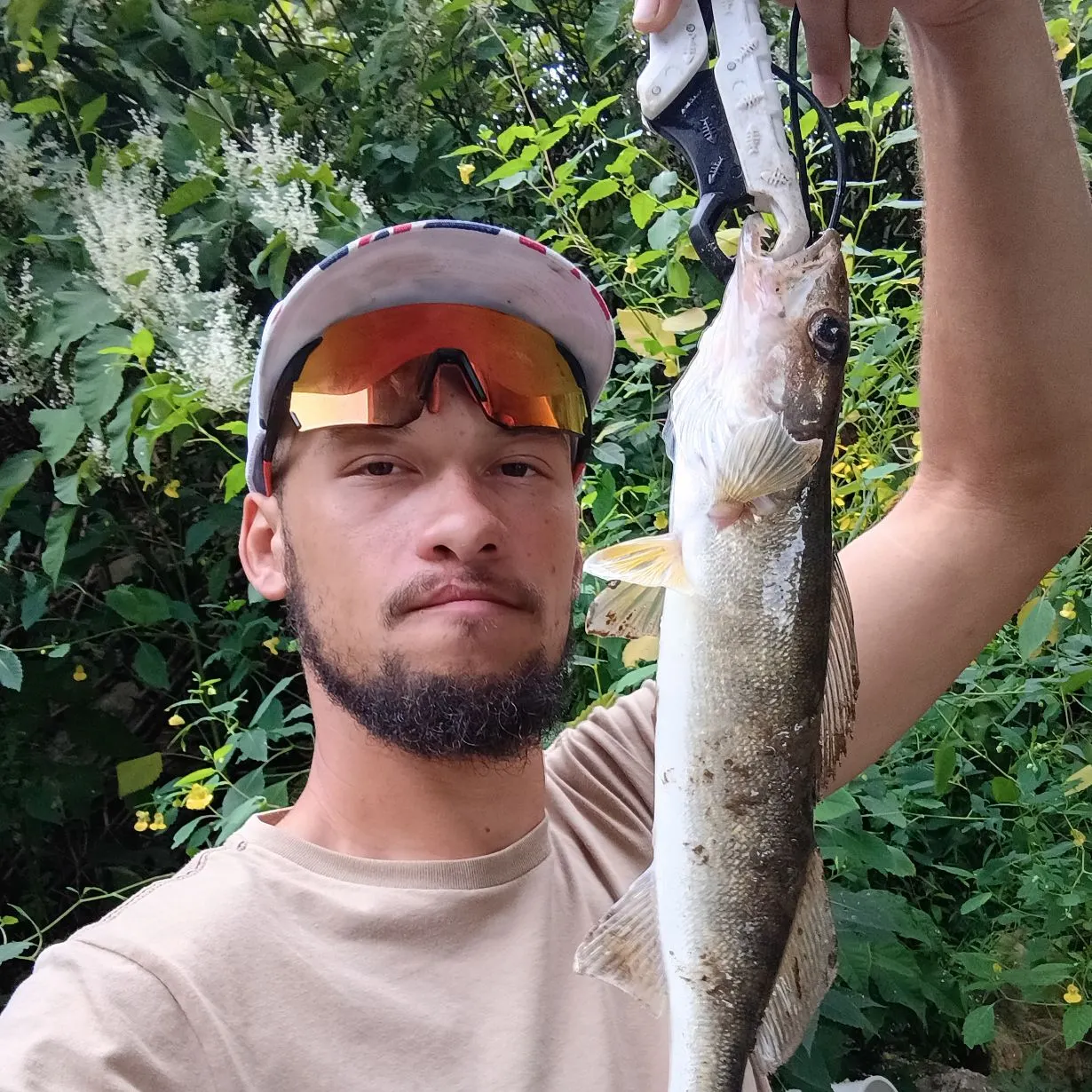 Walleye caught on Fishbrain