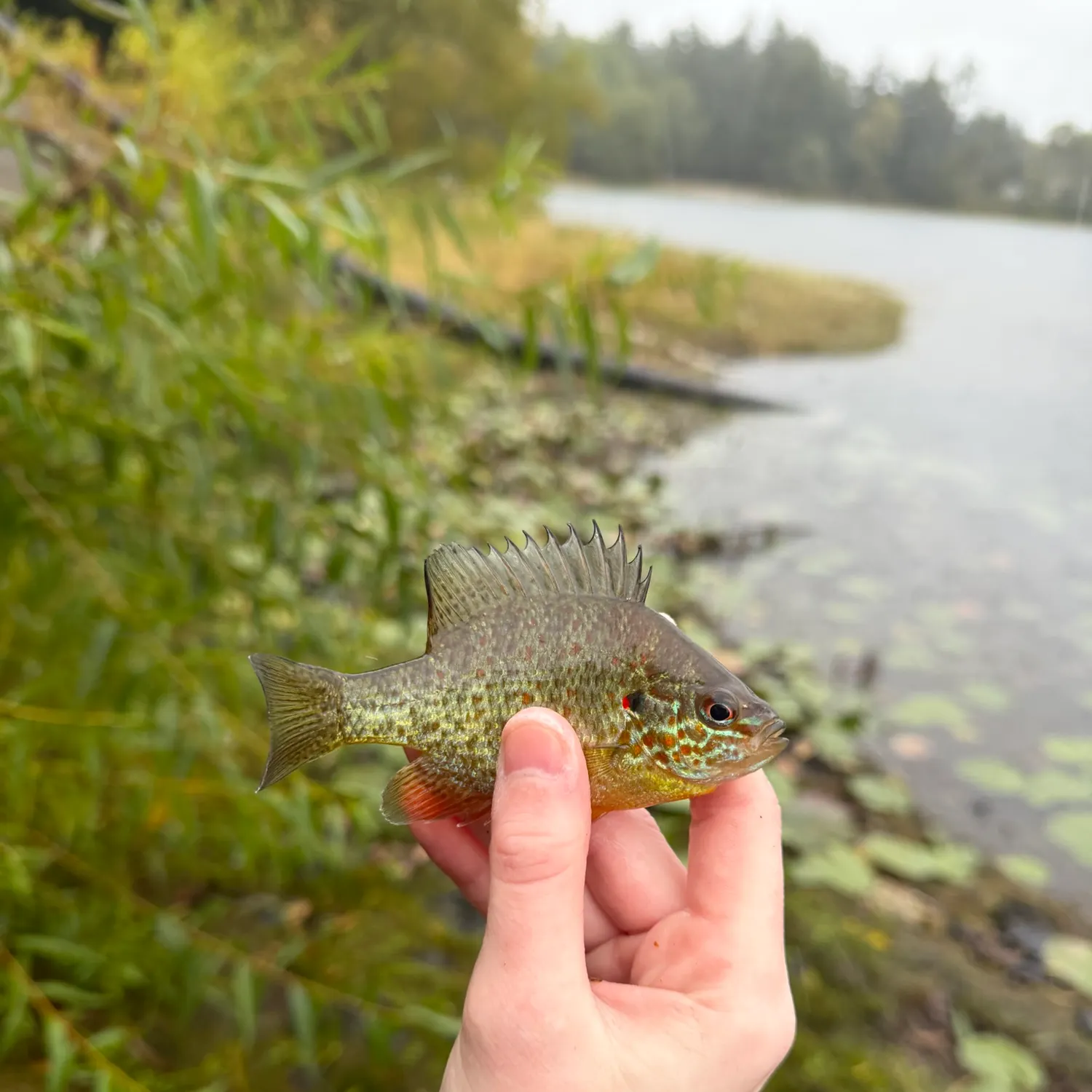Pumpkinseed caught on Fishbrain