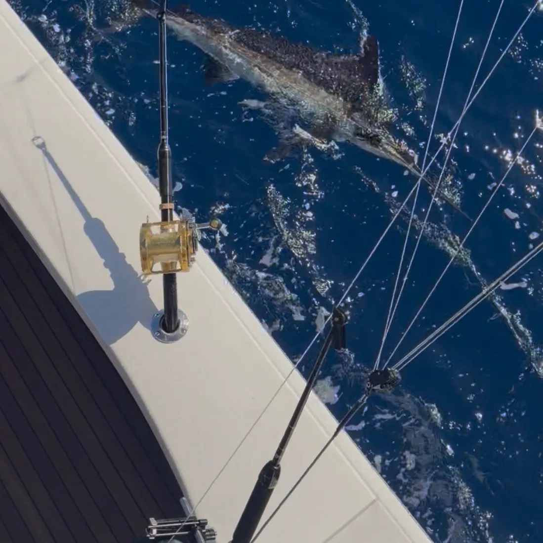 The most recent Atlantic blue marlin catches on Fishbrain