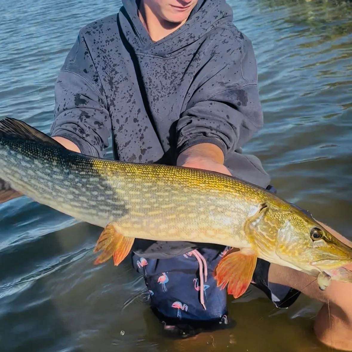 Northern pike caught on Fishbrain