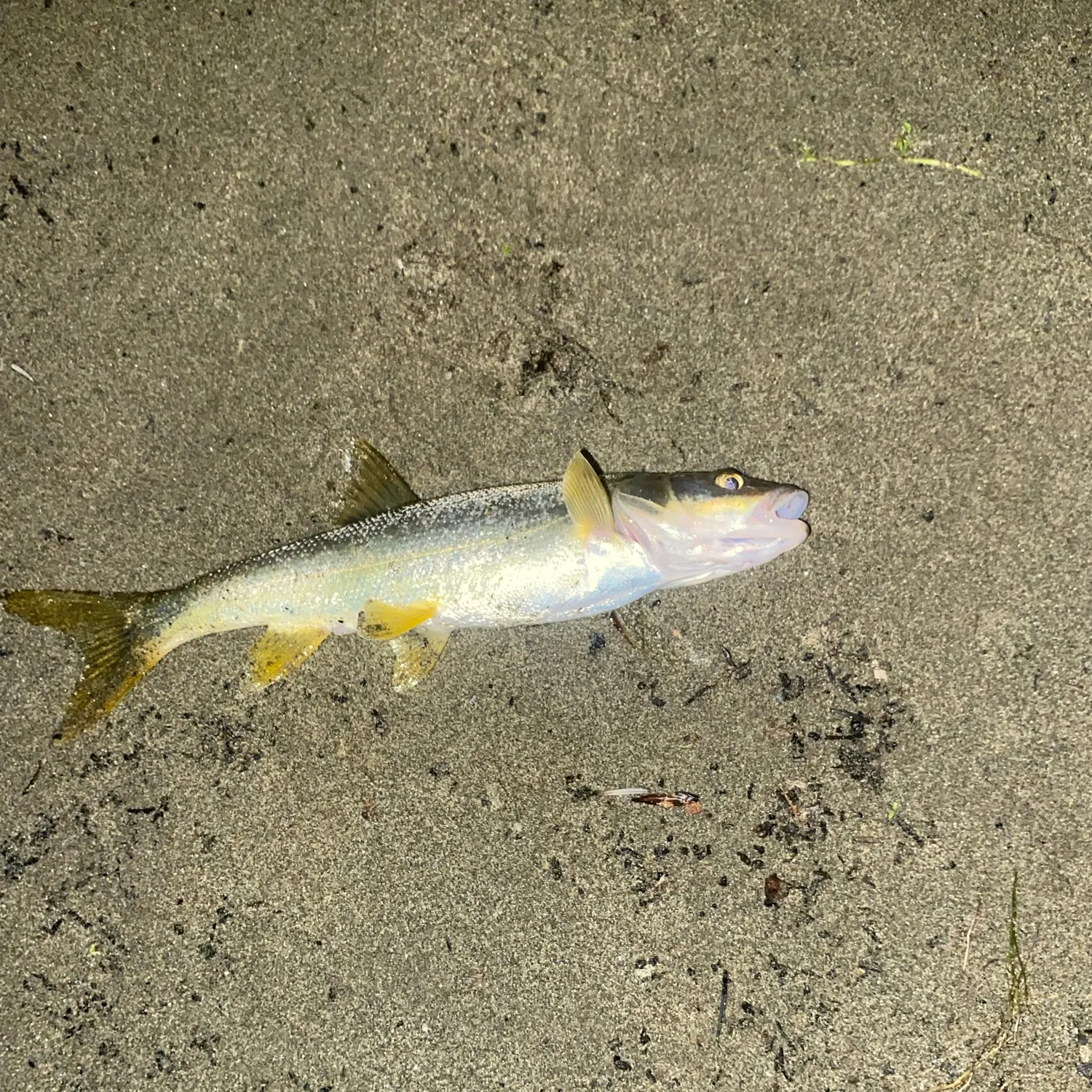 Northern pikeminnow caught on Fishbrain