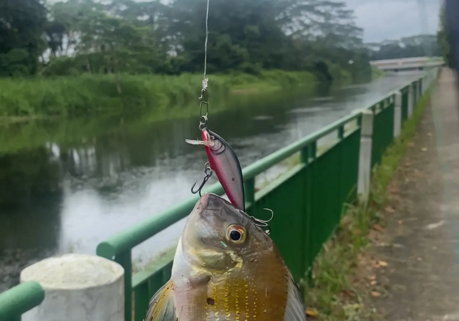 Eartheater cichlid