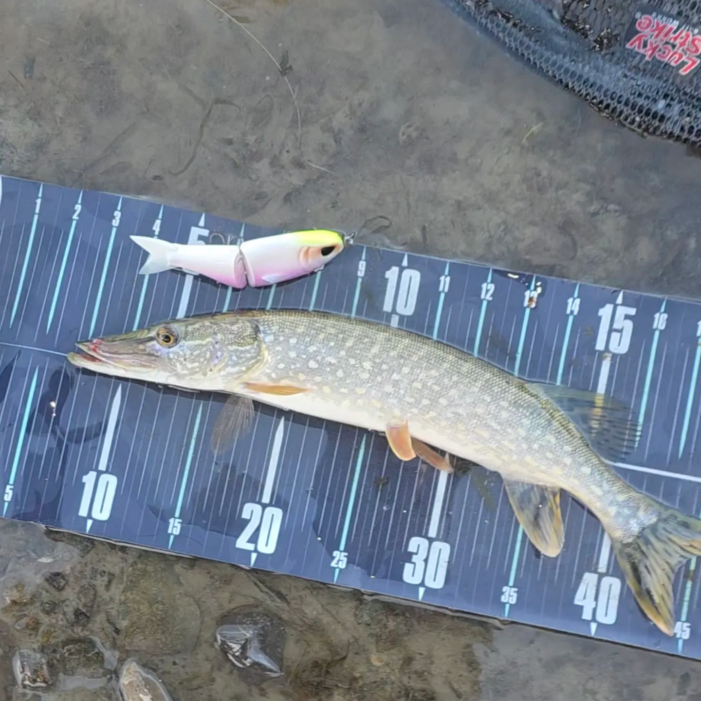 Northern pike caught on Fishbrain