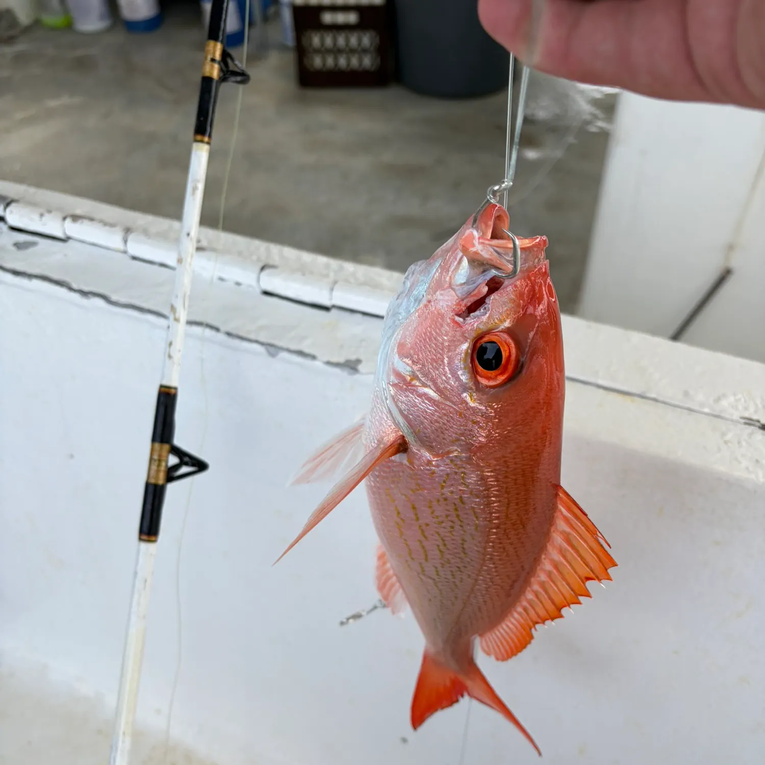 The most recent Vermilion snapper catches on Fishbrain