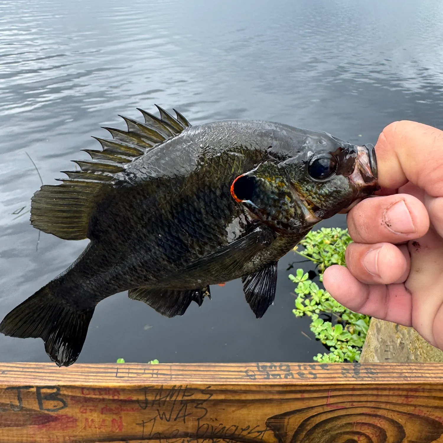 Redear sunfish caught on Fishbrain