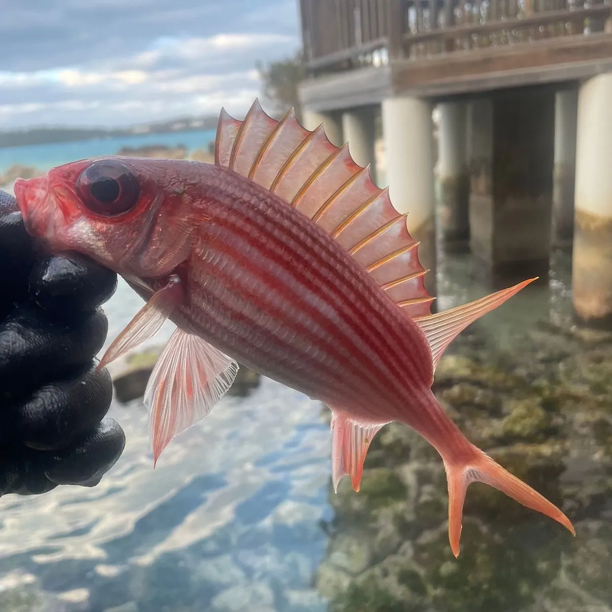 The most recent Common squirrelfish catches on Fishbrain
