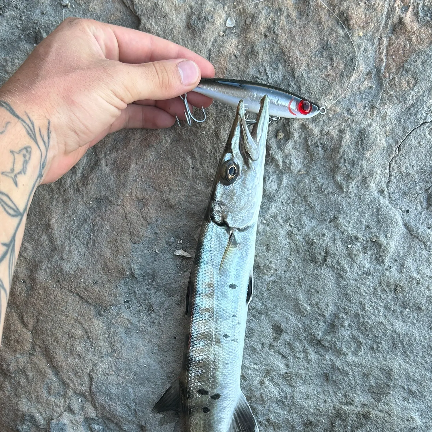 Great barracuda caught on Fishbrain