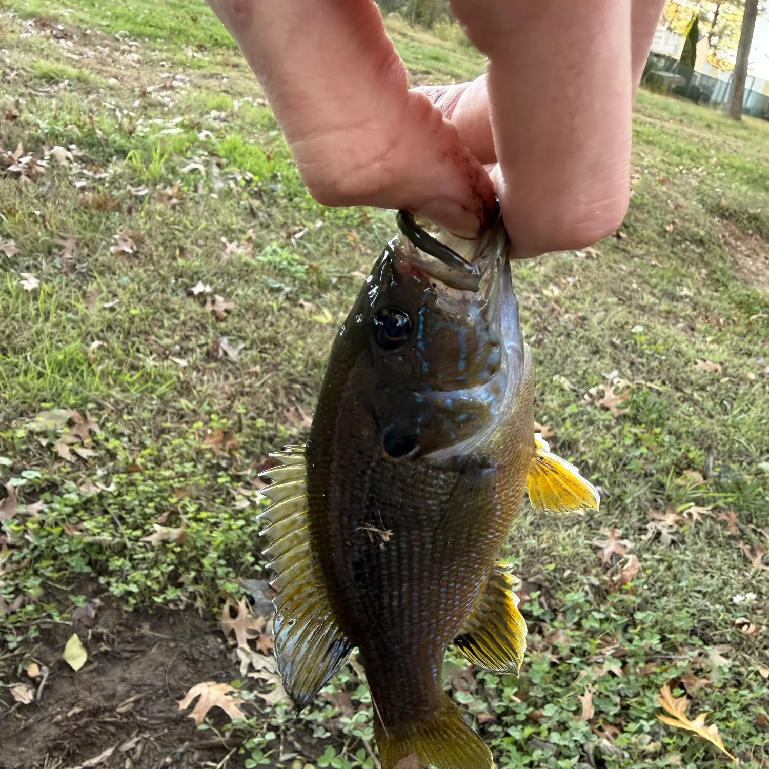 Green sunfish caught on Fishbrain