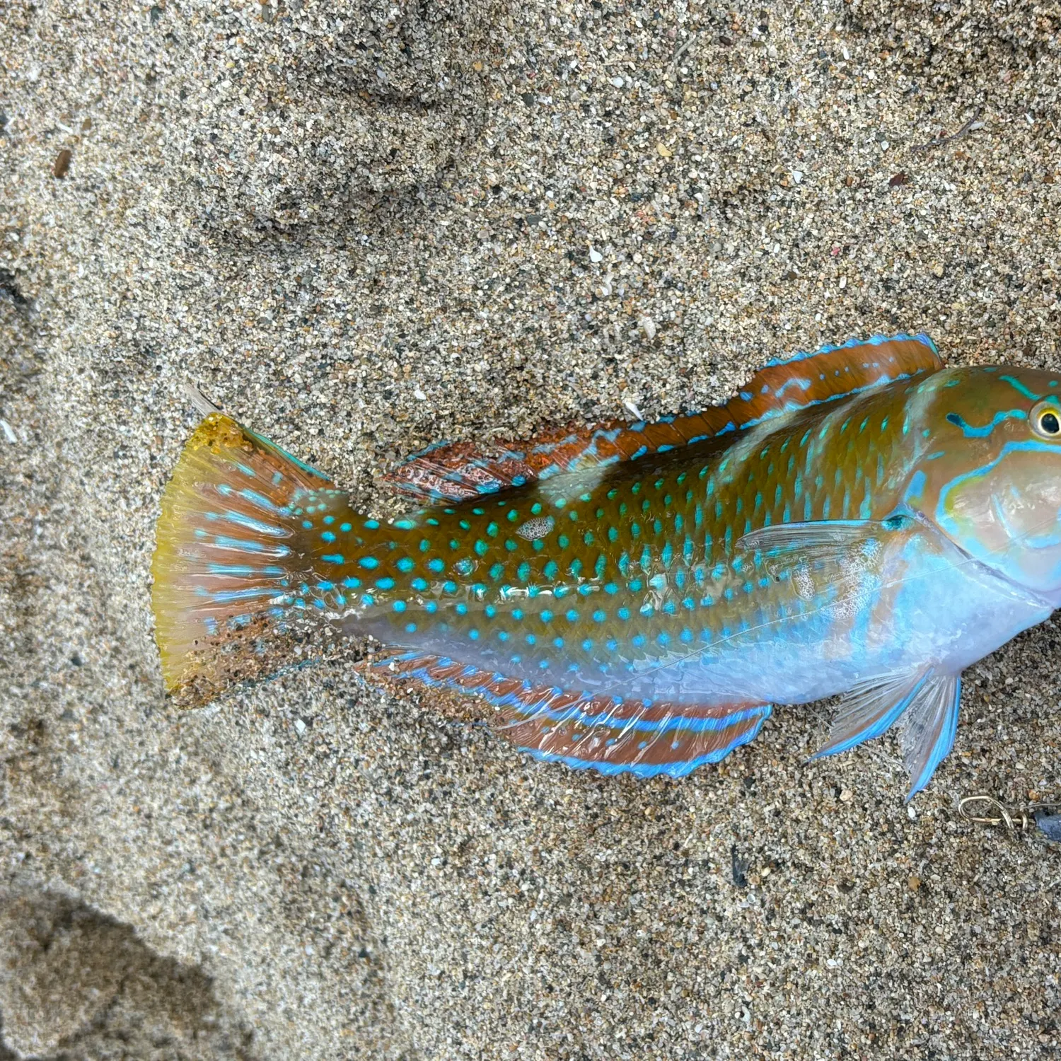 The most recent Princess parrotfish catches on Fishbrain