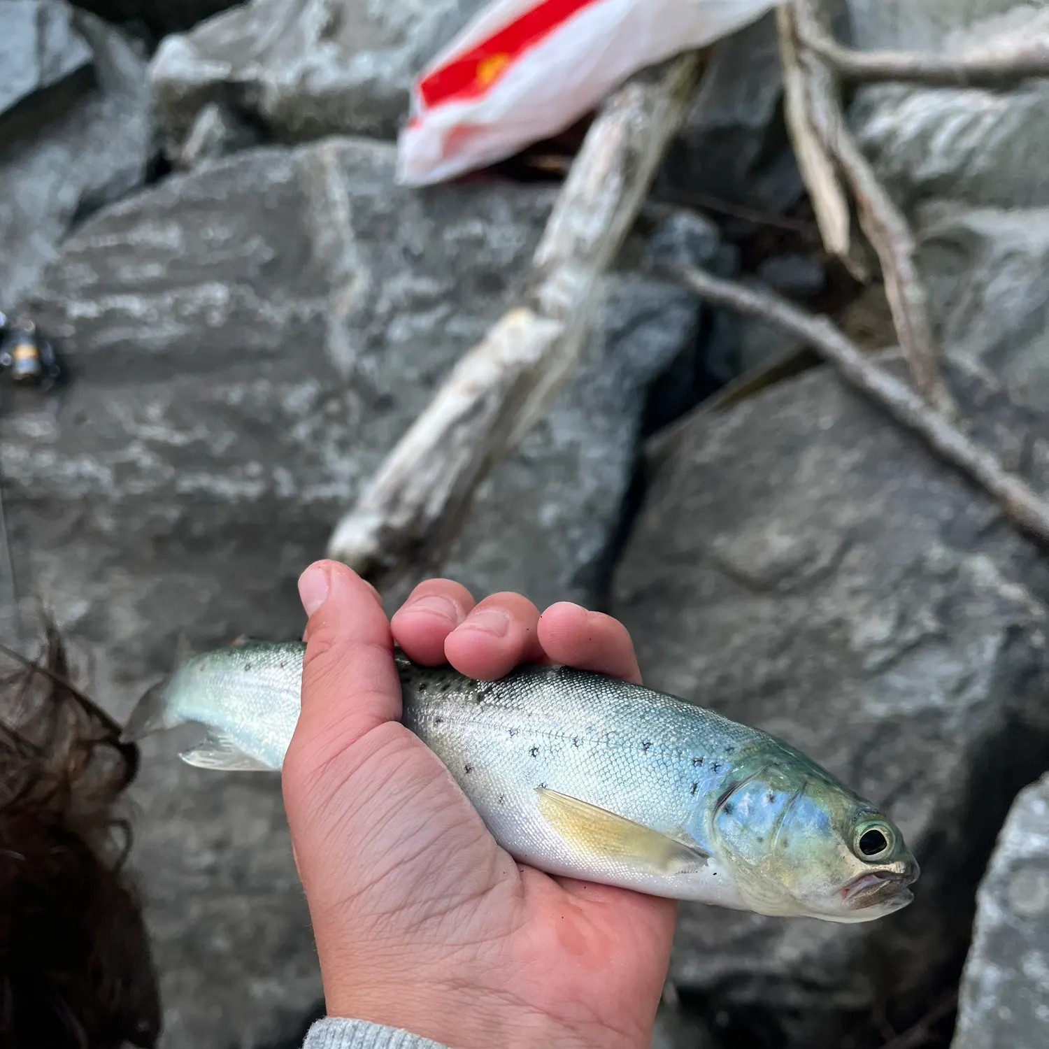 The most recent Arctic char catches on Fishbrain
