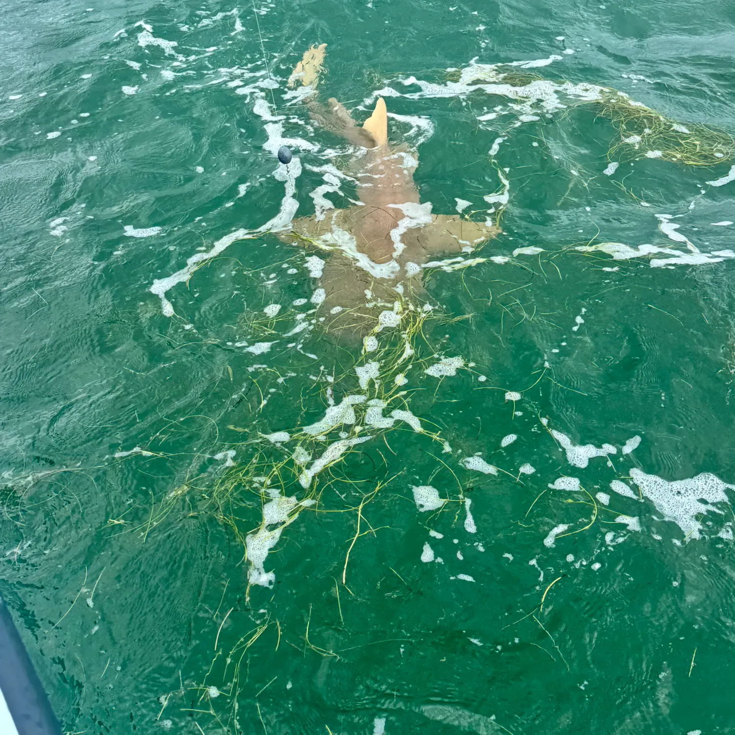 The most recent Nurse shark catches on Fishbrain