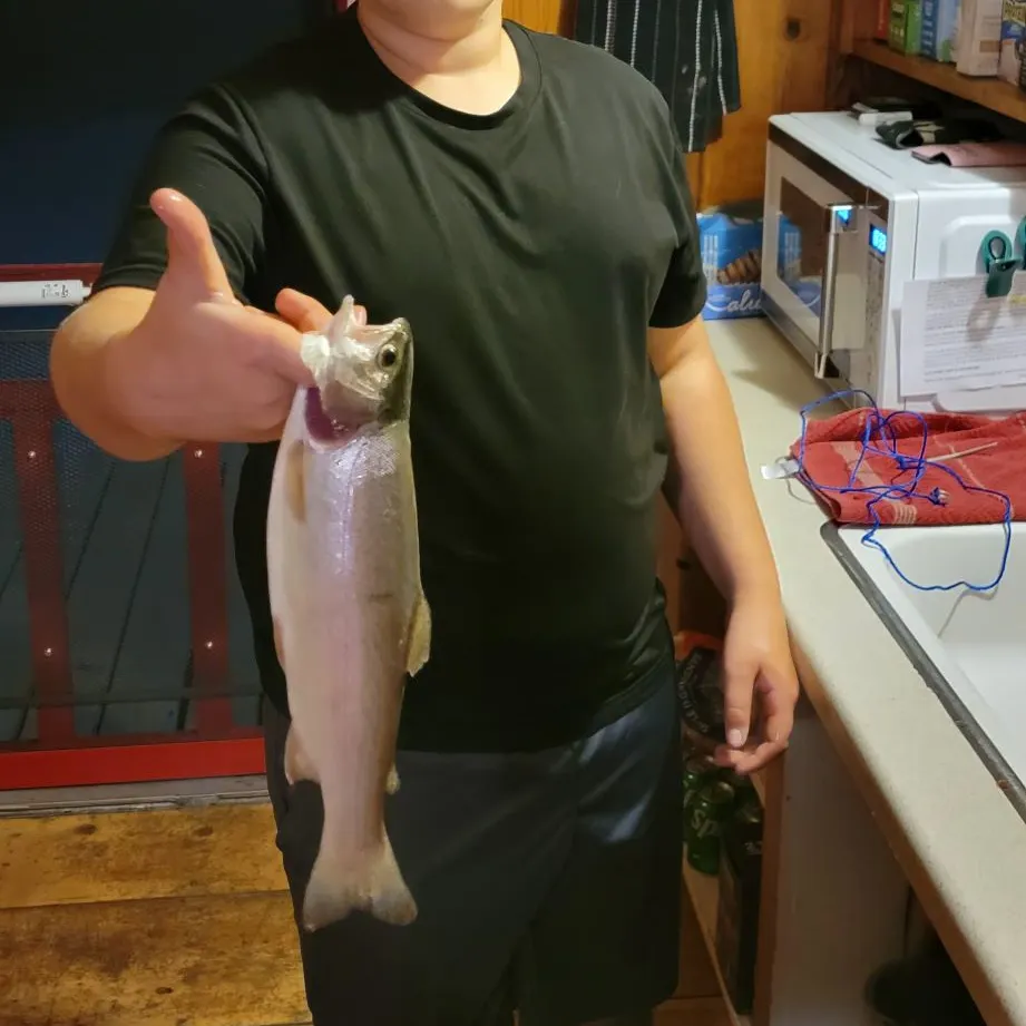Rainbow trout caught on Fishbrain