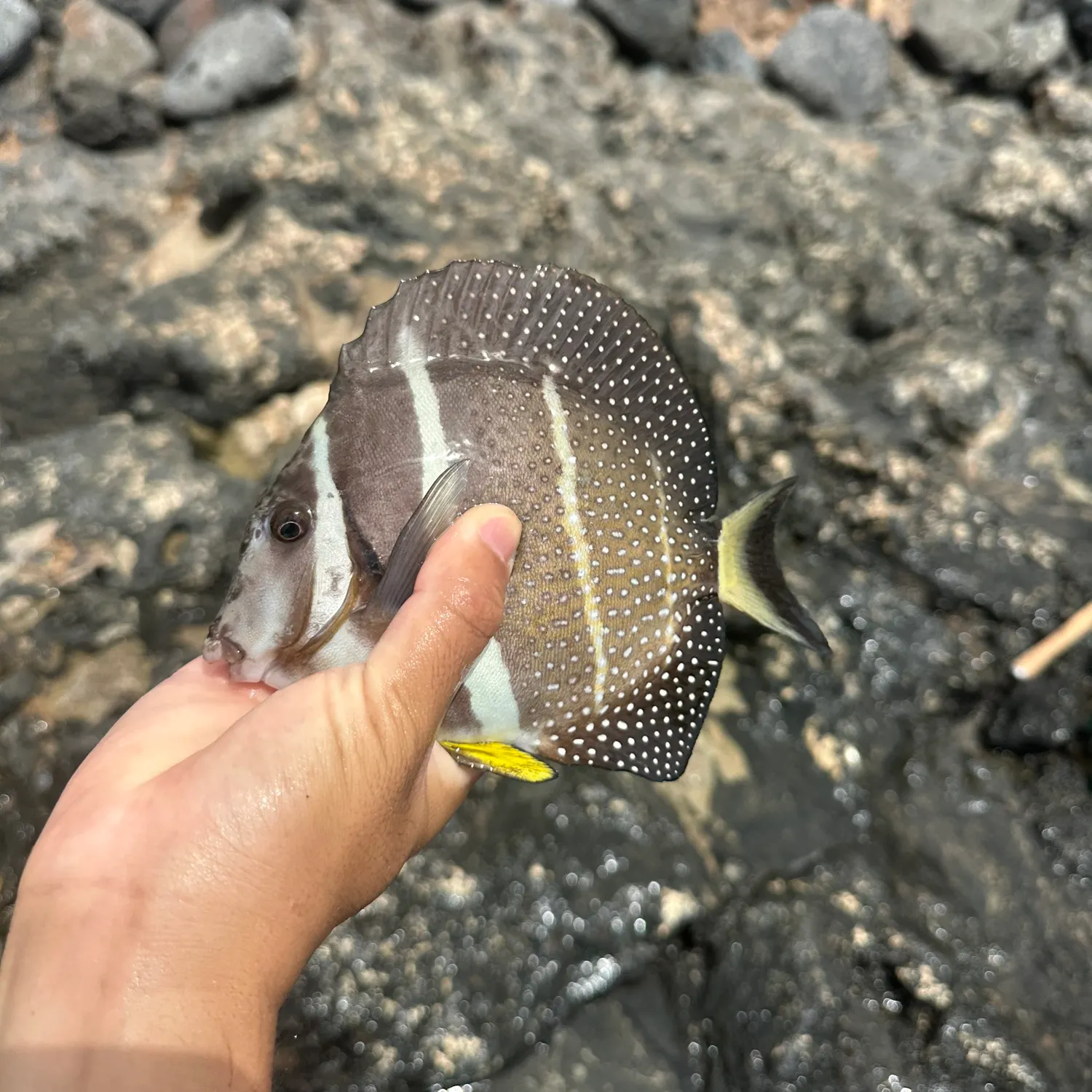 The most recent Whitespotted surgeonfish catches on Fishbrain