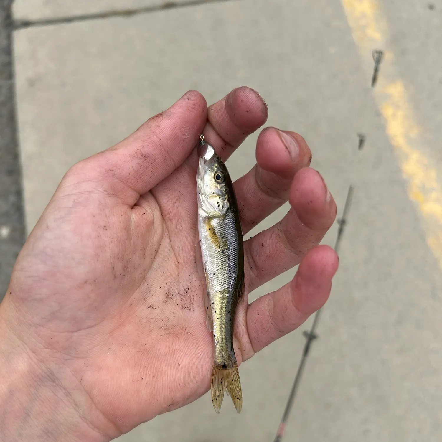 Creek chub caught on Fishbrain
