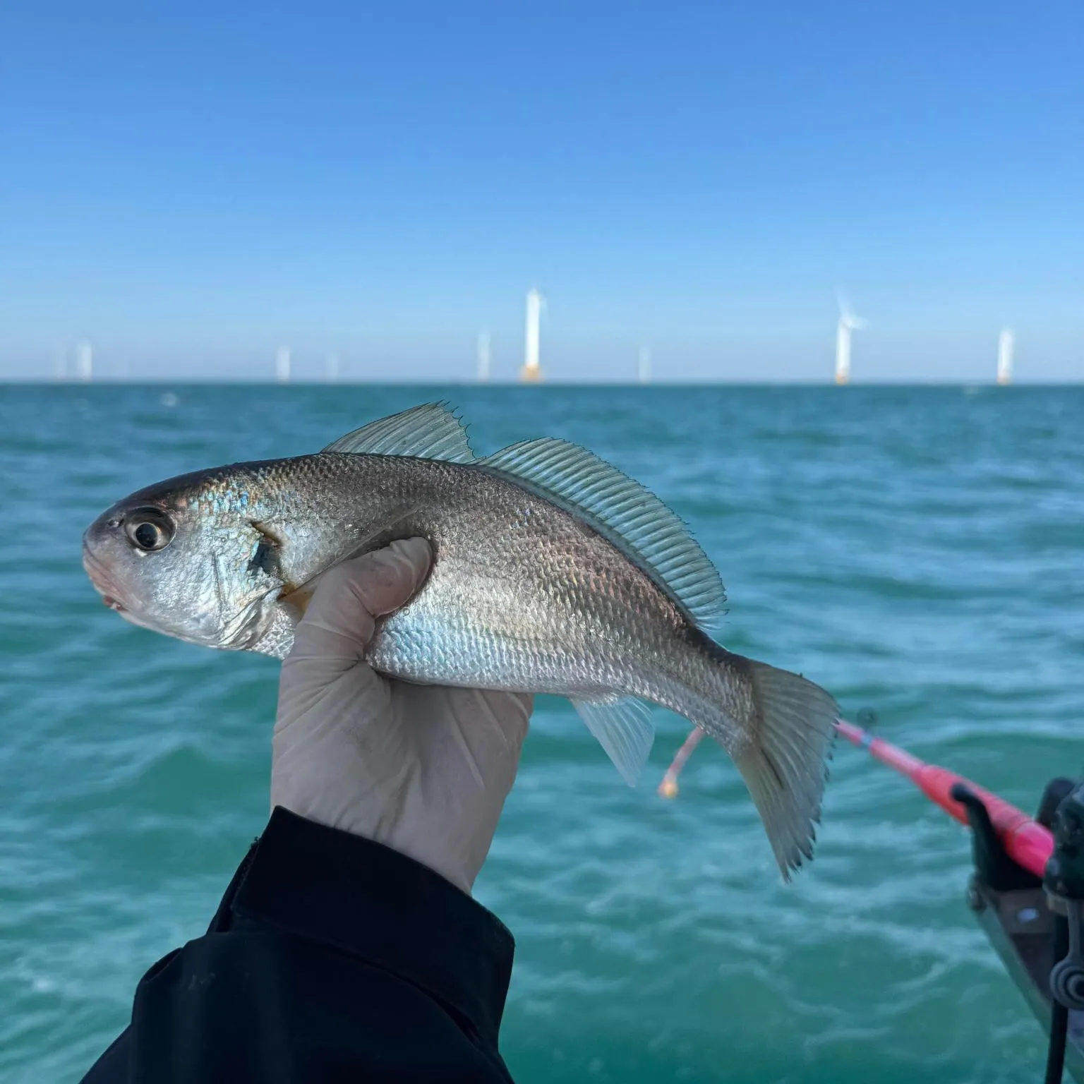 The most recent Meagre catches on Fishbrain