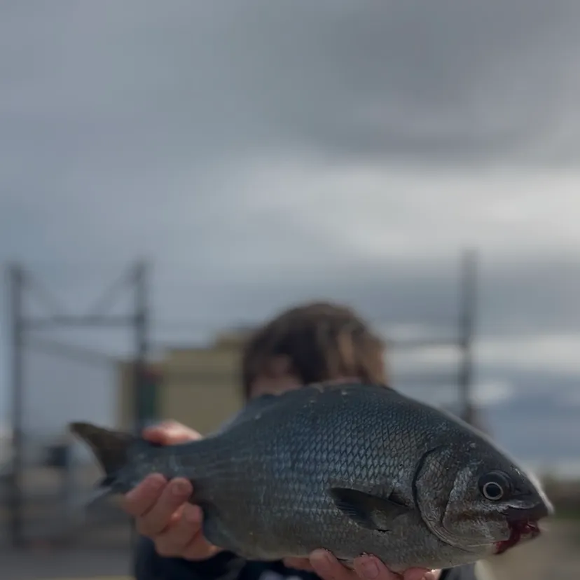 The most recent Silver drummer catches on Fishbrain