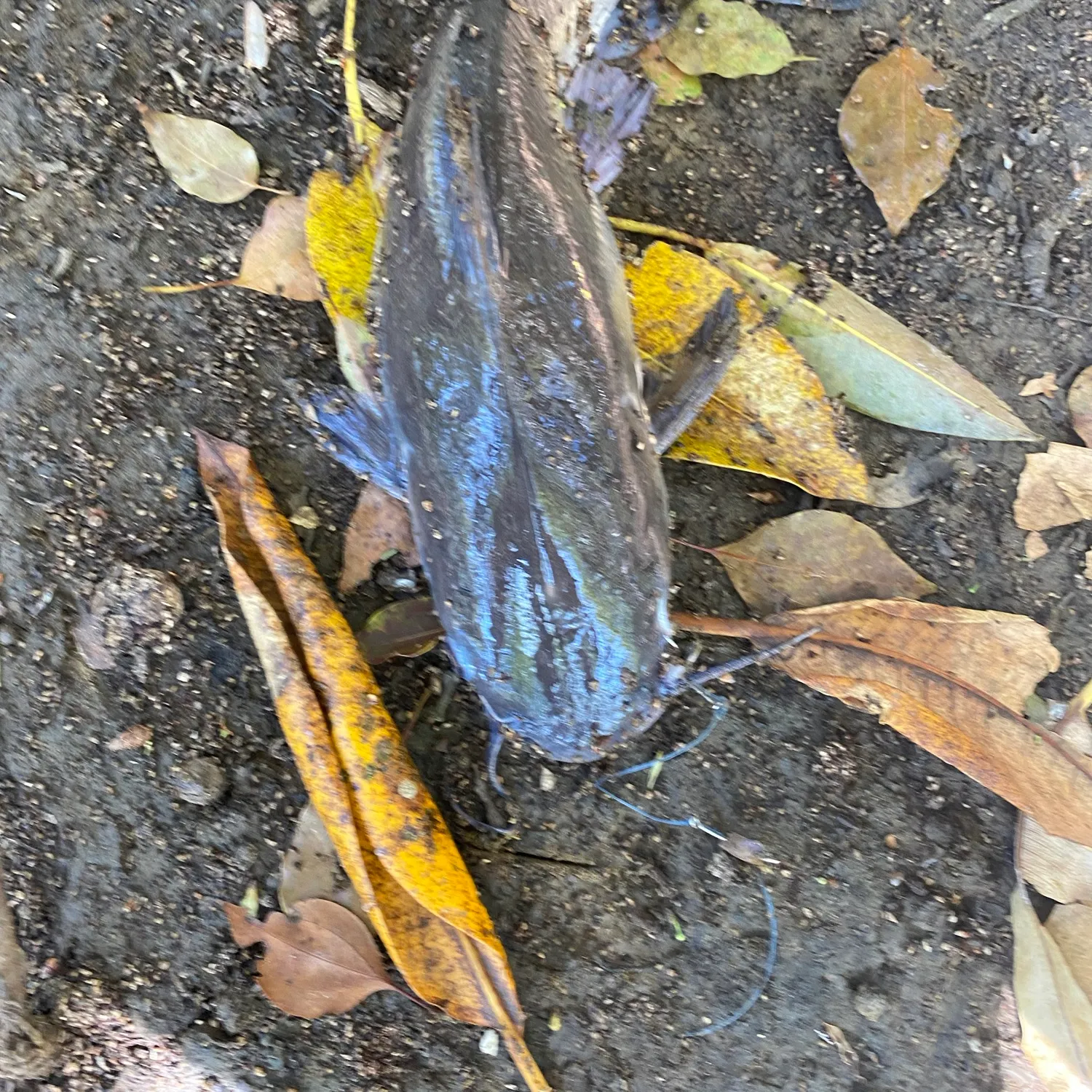 Fish caught on Fishbrain