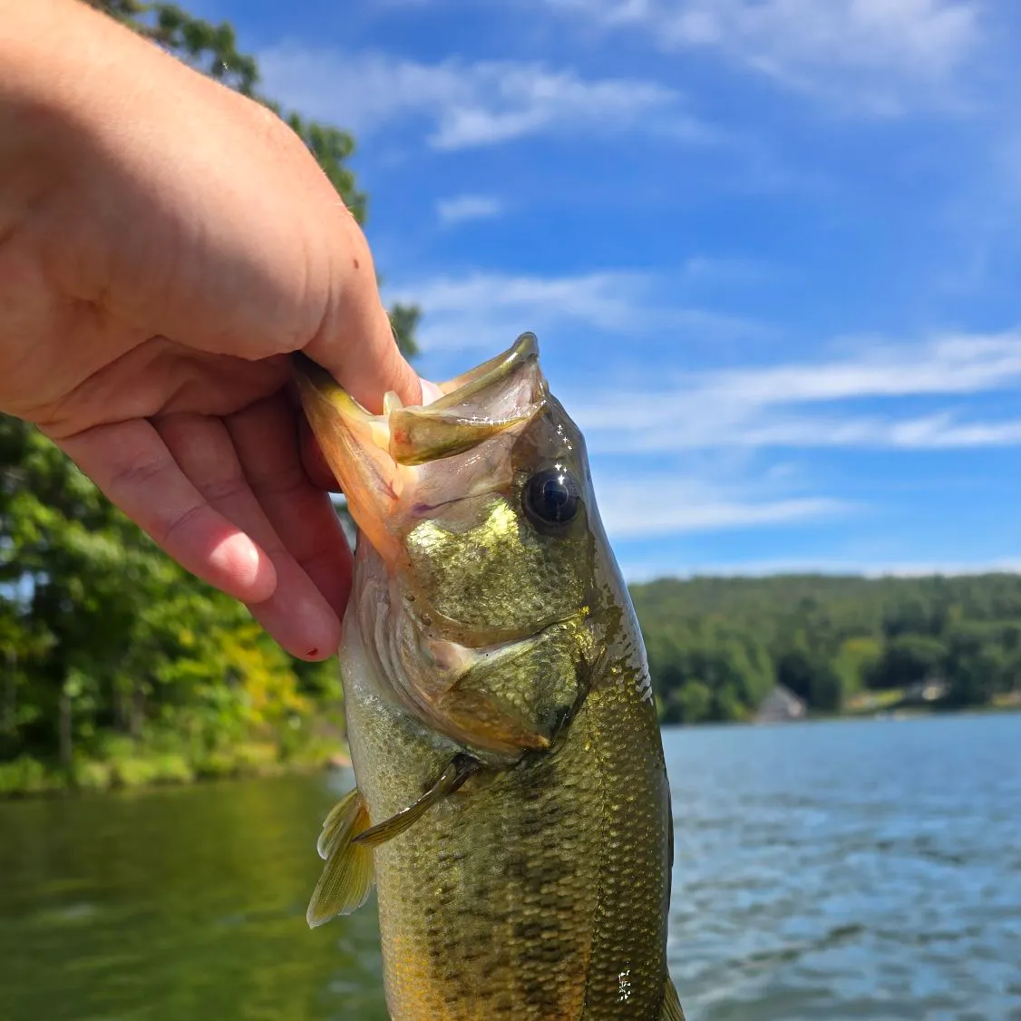 Largemouth bass caught on Fishbrain