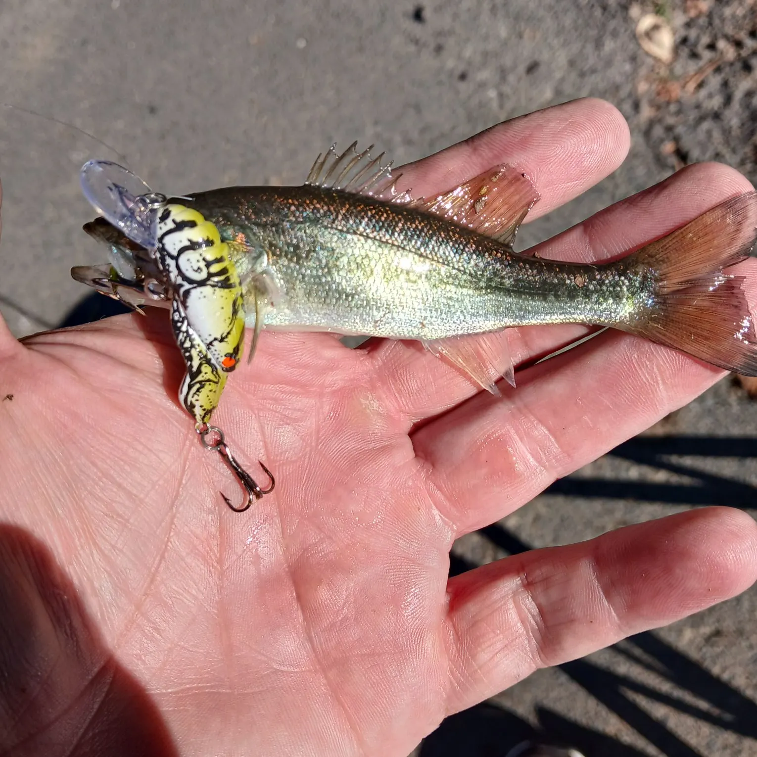 Largemouth bass caught on Fishbrain