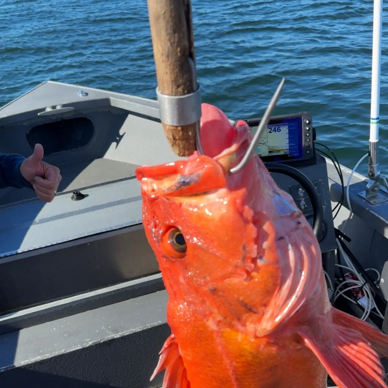 The most recent Yelloweye rockfish catches on Fishbrain