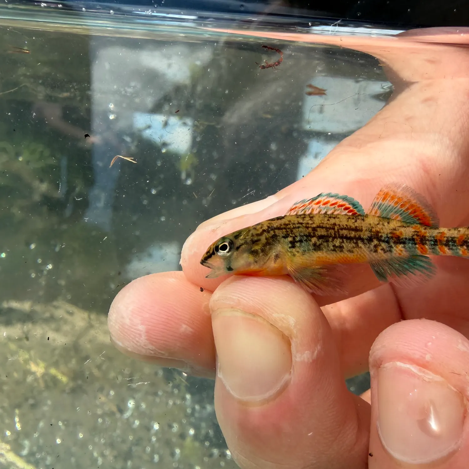 The most recent Orangethroat darter catches on Fishbrain