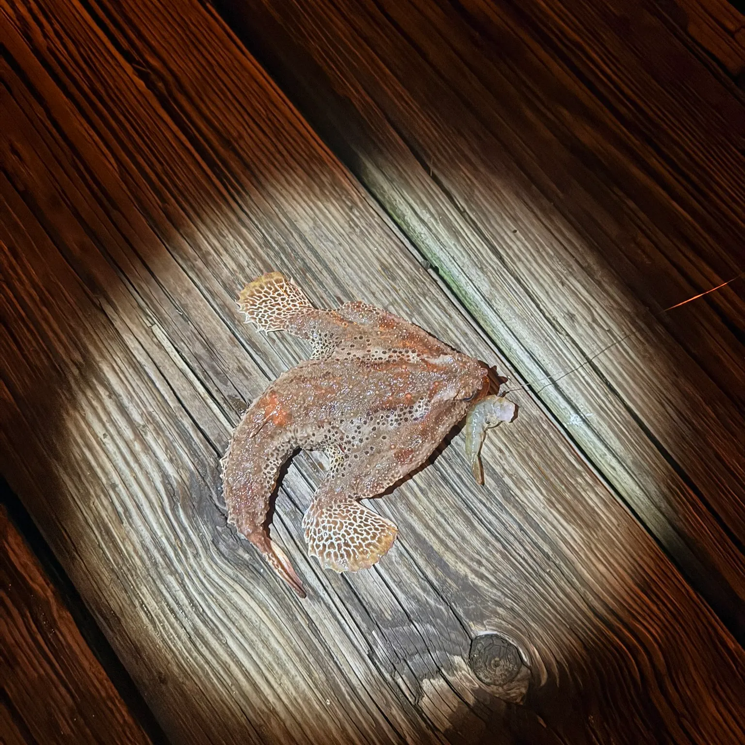 The most recent Boulenger's toadfish catches on Fishbrain