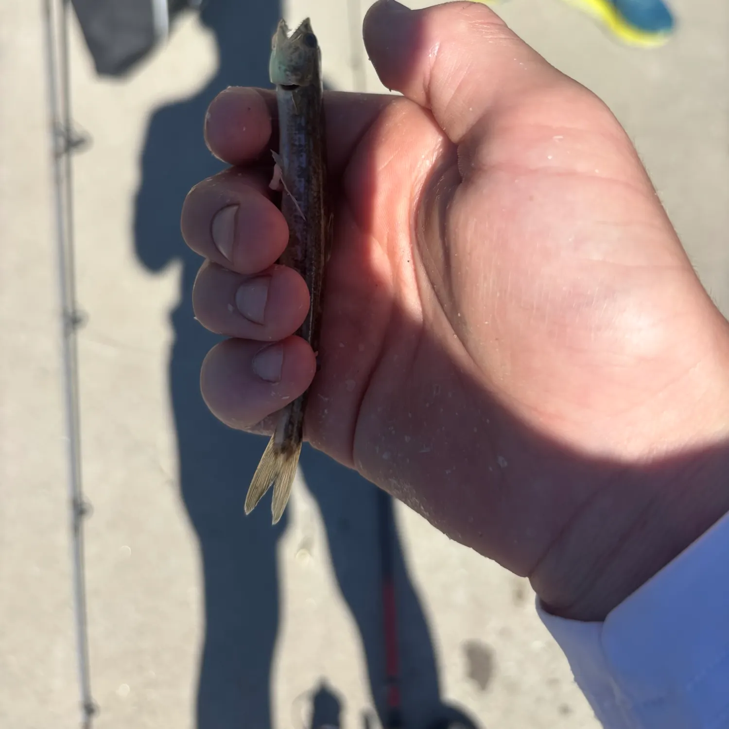 The most recent Atlantic silverside catches on Fishbrain