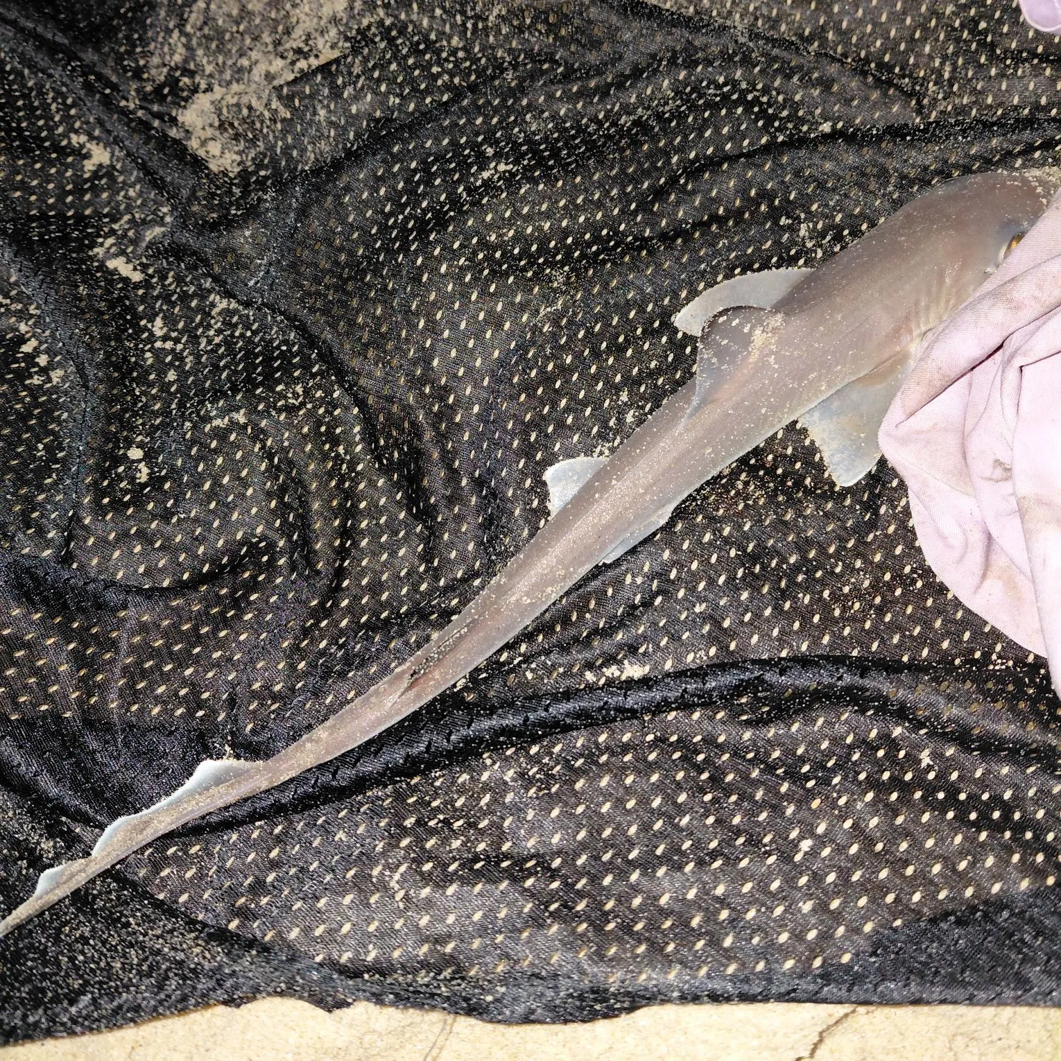 Piked dogfish caught on Fishbrain