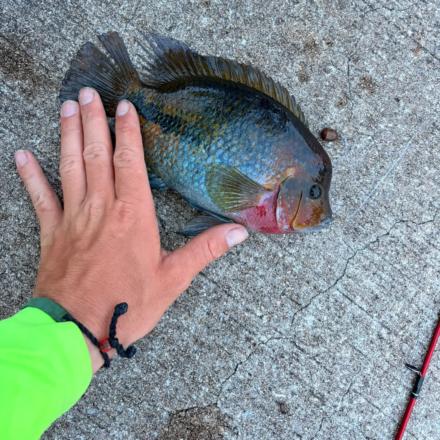Redspotted sunfish caught on Fishbrain